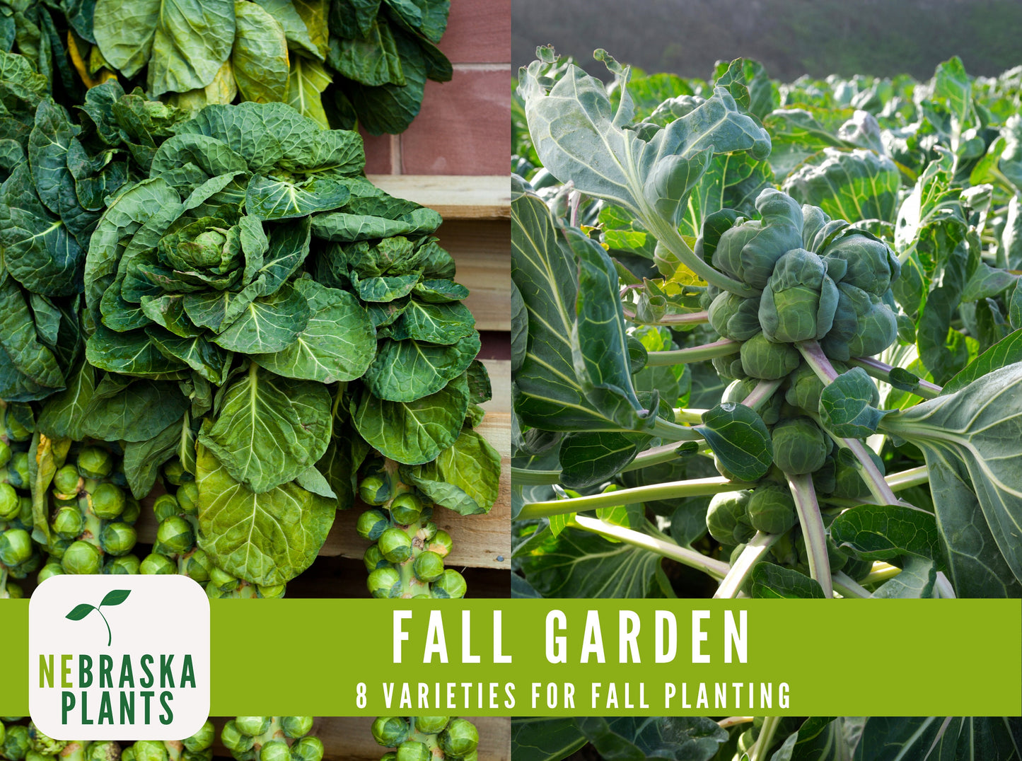 Fall Garden Seed Collection - 8 Heirloom Vegetable and Herb Seeds for Fall Planting - Nebraska Seeds