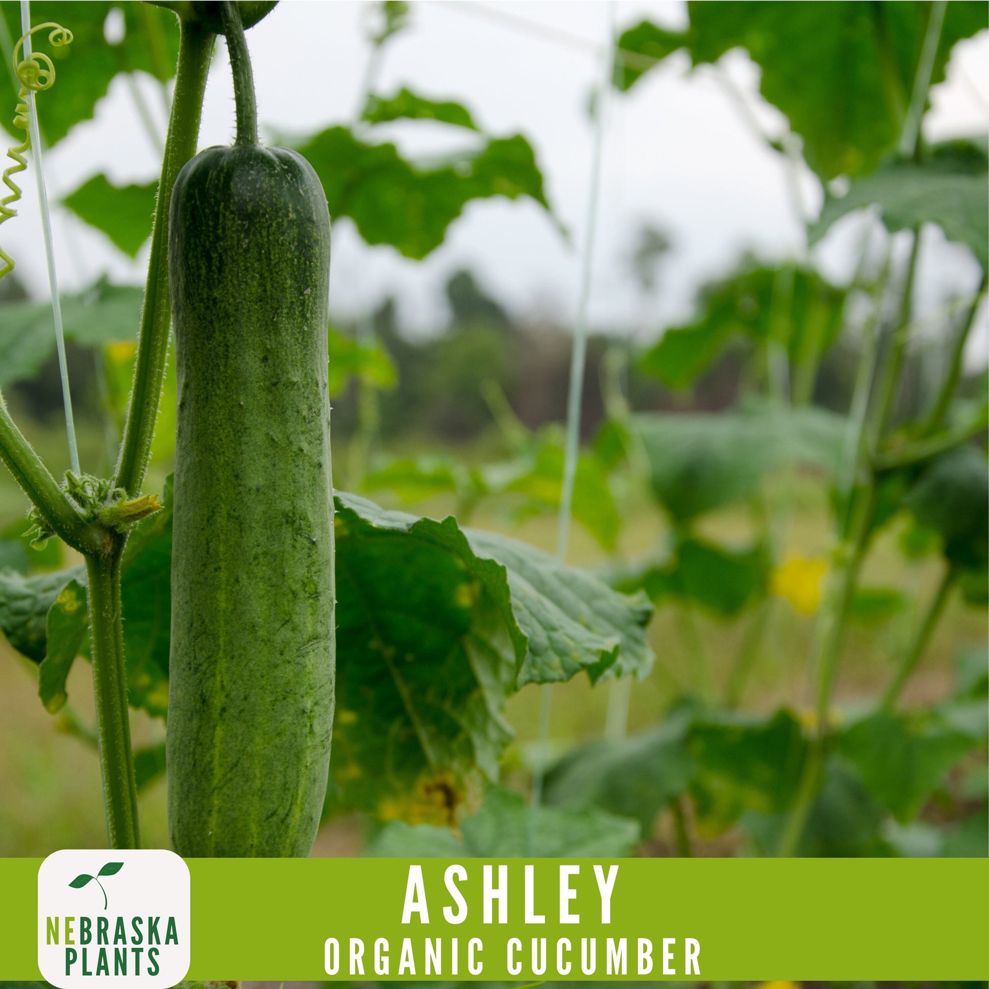 Organic Ashley Cucumber Seeds - Nebraska Seeds