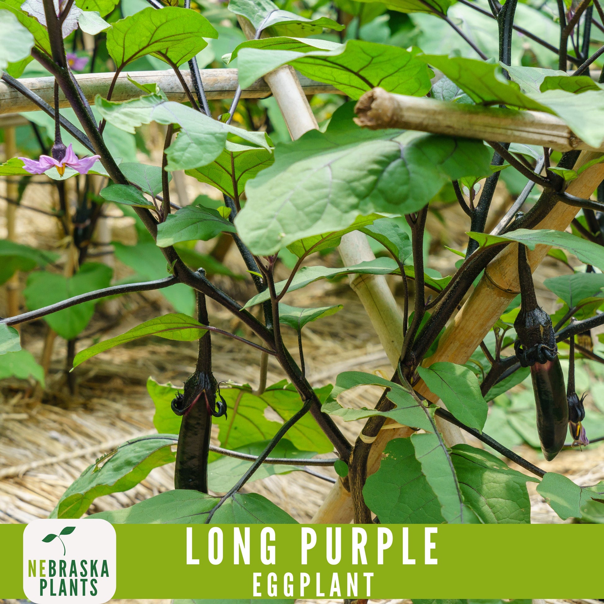 Long Purple Eggplant Seeds - Nebraska Seeds