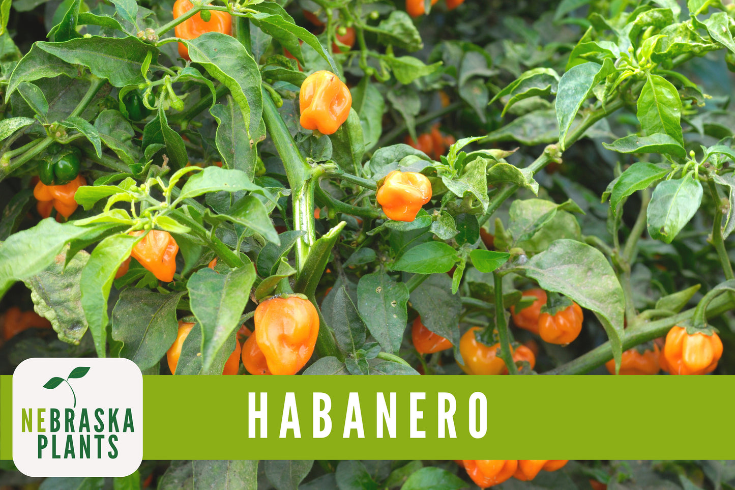 Orange Habanero Heirloom Seeds - Nebraska Seeds