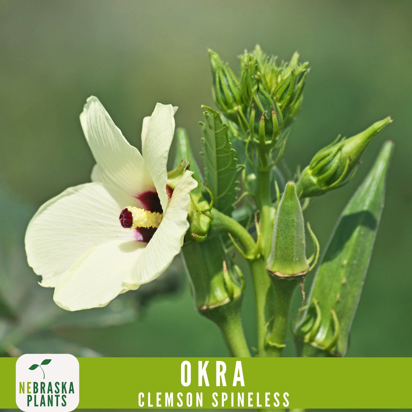 Clemson Spineless Okra Seed - Nebraska Seeds