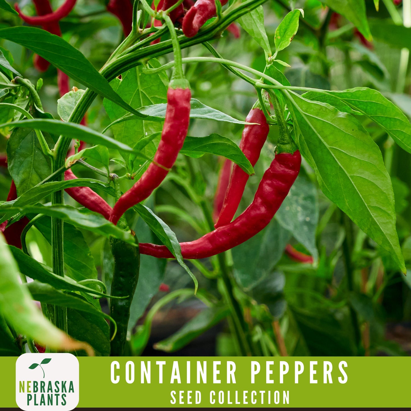 Container Peppers Seed Collection - Nebraska Seeds