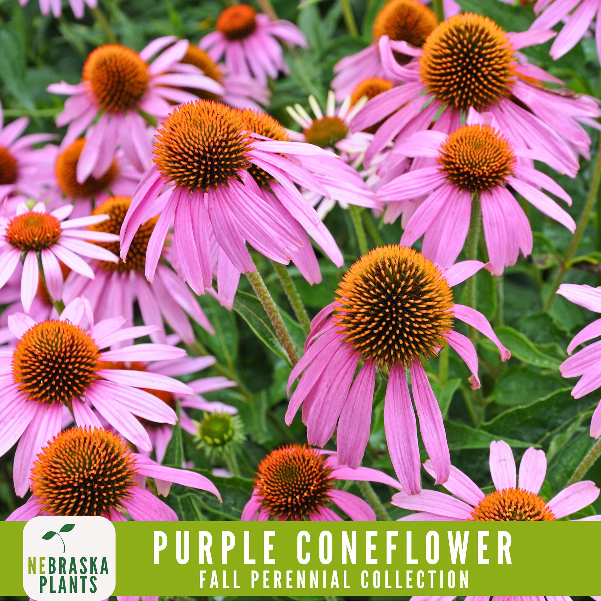 Fall Perennial Flower Seed Collection - 8 Heirloom Flowers to Start this Fall! - Nebraska Seeds