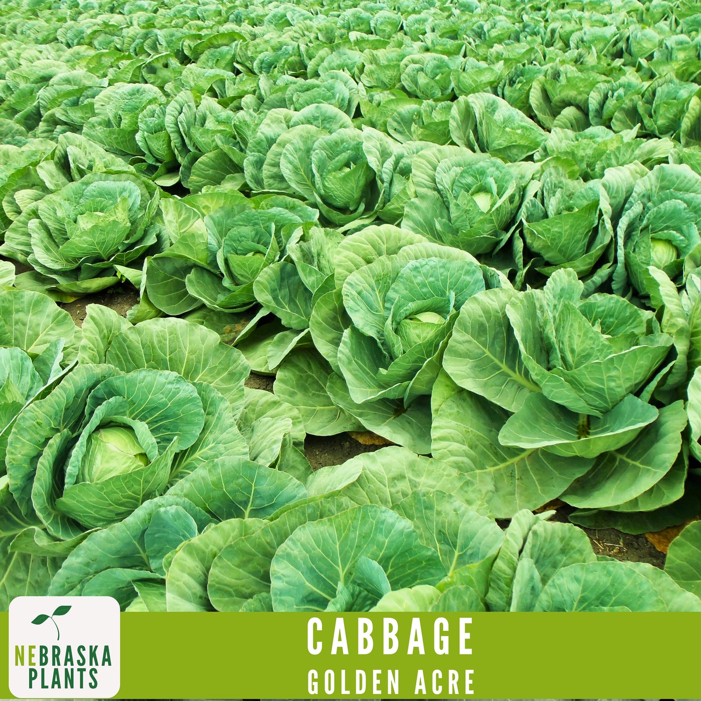 Golden Acre Cabbage Seeds - Nebraska Seeds