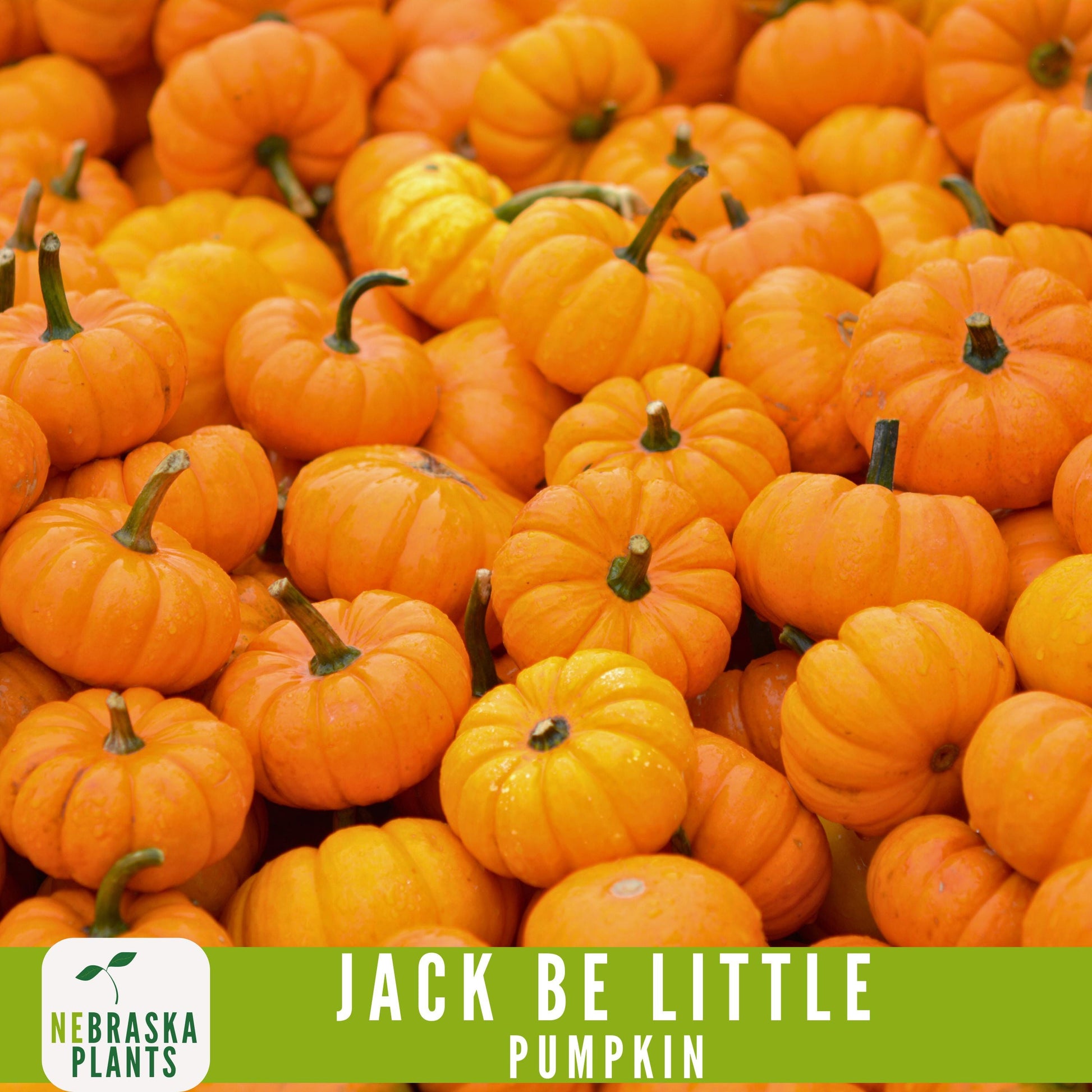 Jack-Be Little- Heirloom Pumpkin Seeds - Nebraska Seeds