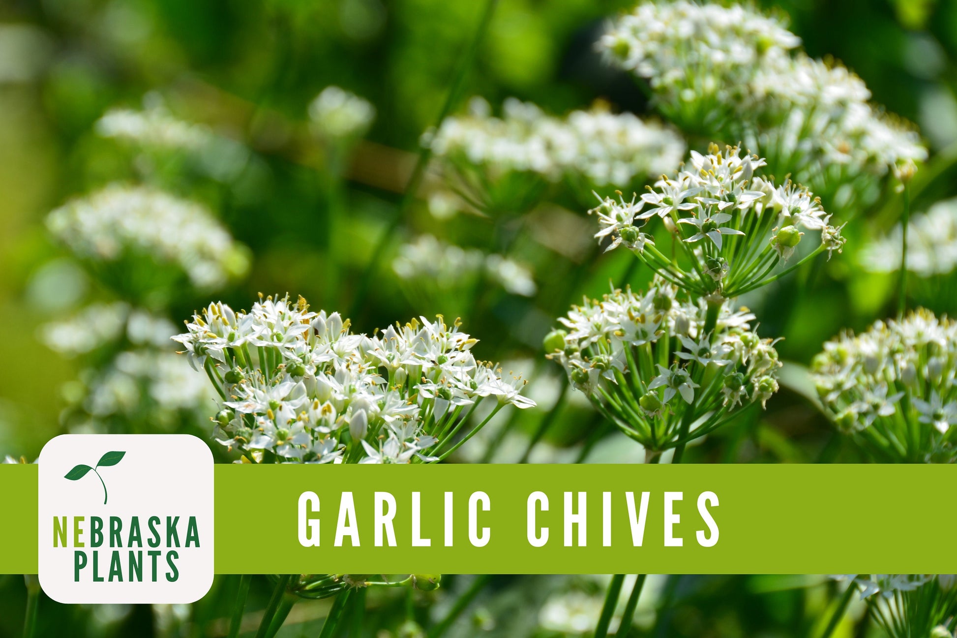 Garlic Chives Heirloom Seeds - Nebraska Seeds