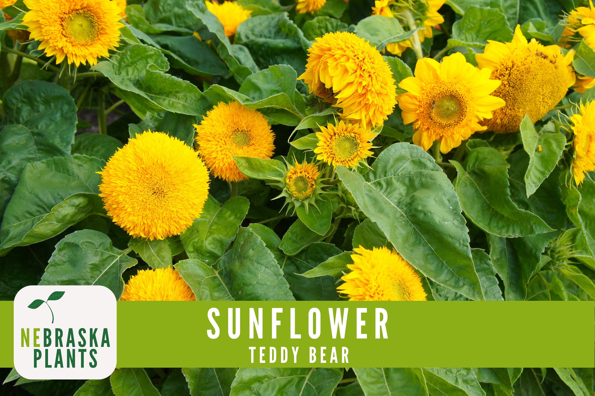 Sunflower Seeds - Teddy Bear Heirloom Sunflower Seeds - Nebraska Seeds