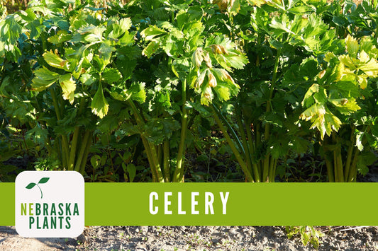 Utah 52-70 Celery Seeds - Nebraska Seeds