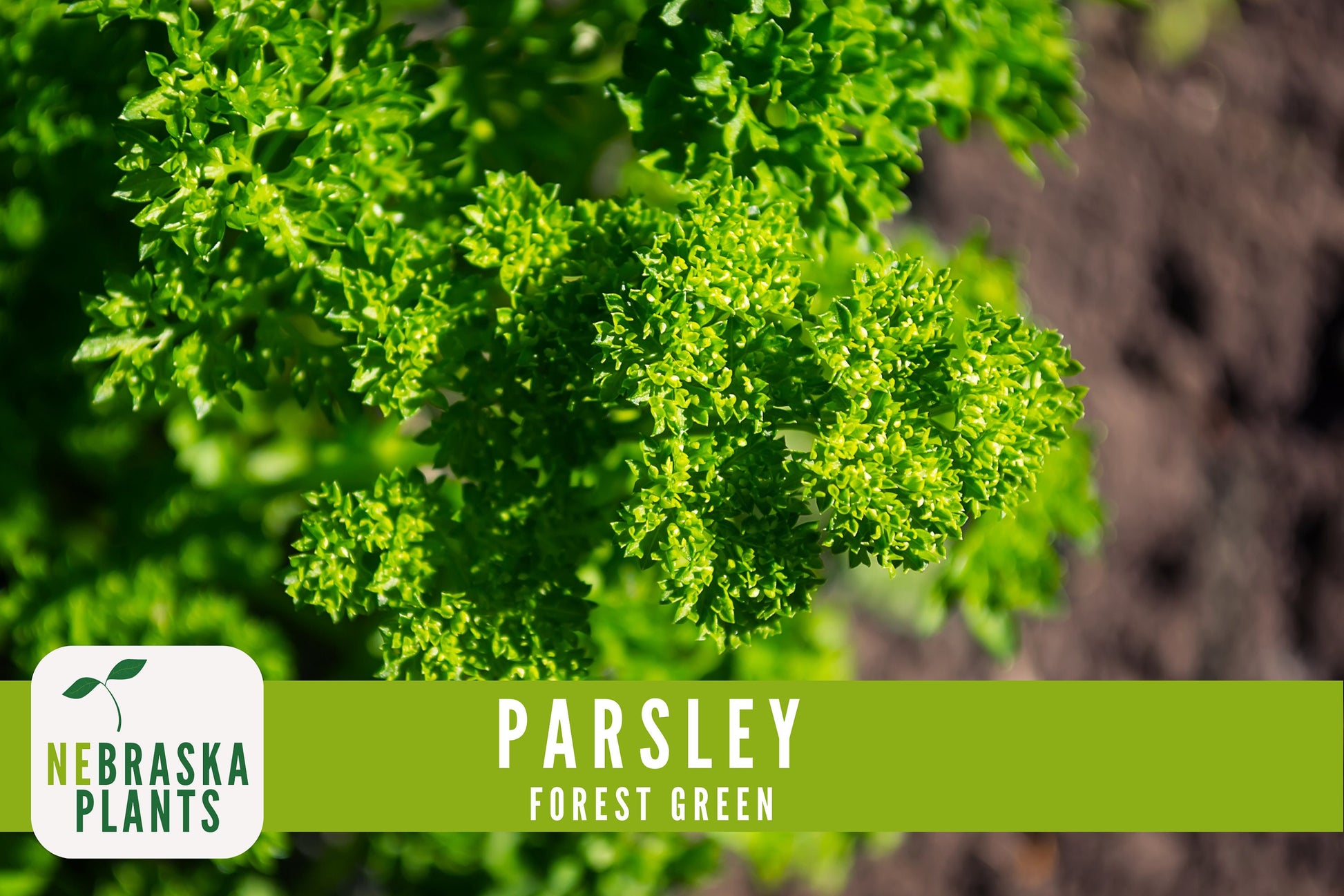 Forest Green Heirloom Parsley Seeds - Nebraska Seeds