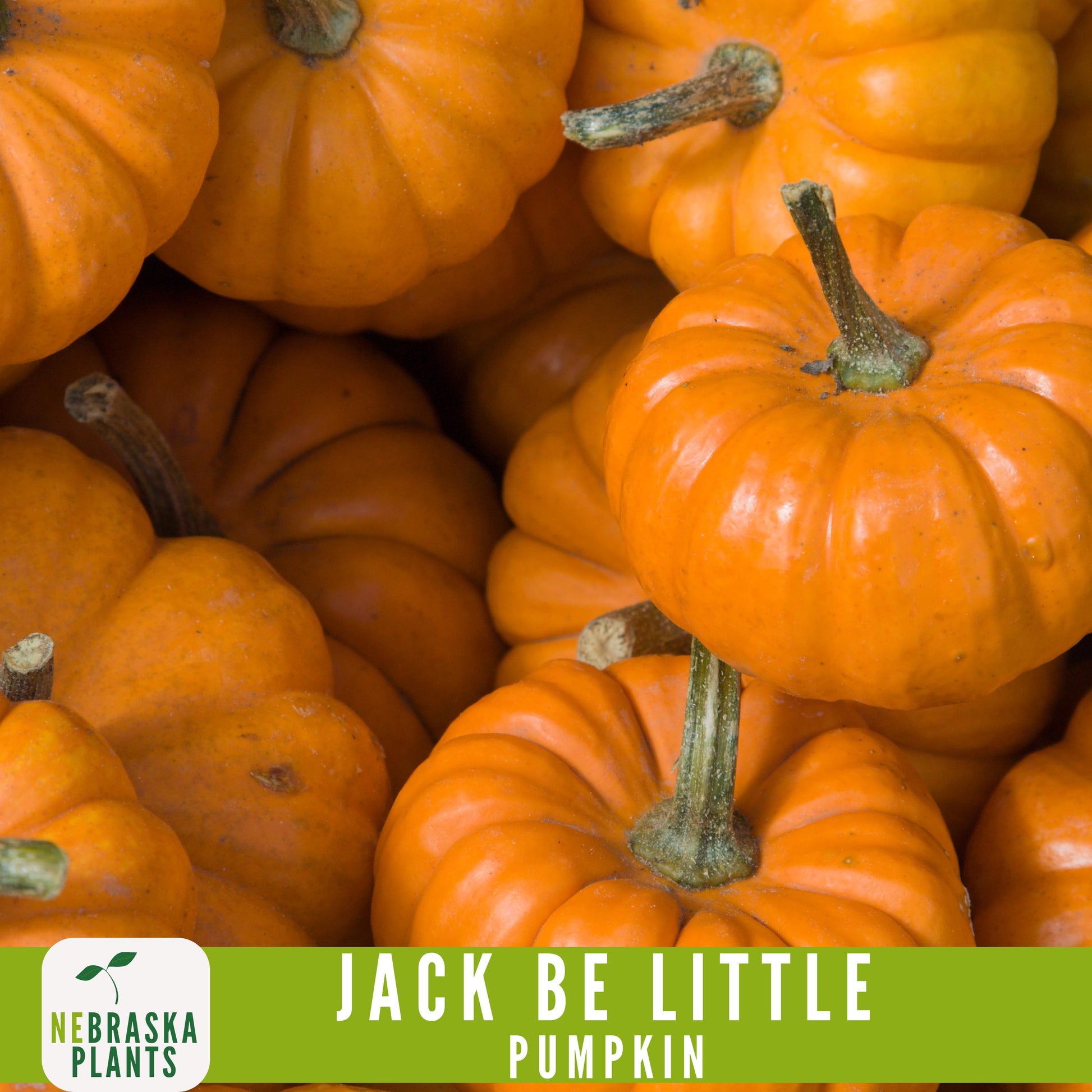 Jack-Be Little- Heirloom Pumpkin Seeds - Nebraska Seeds