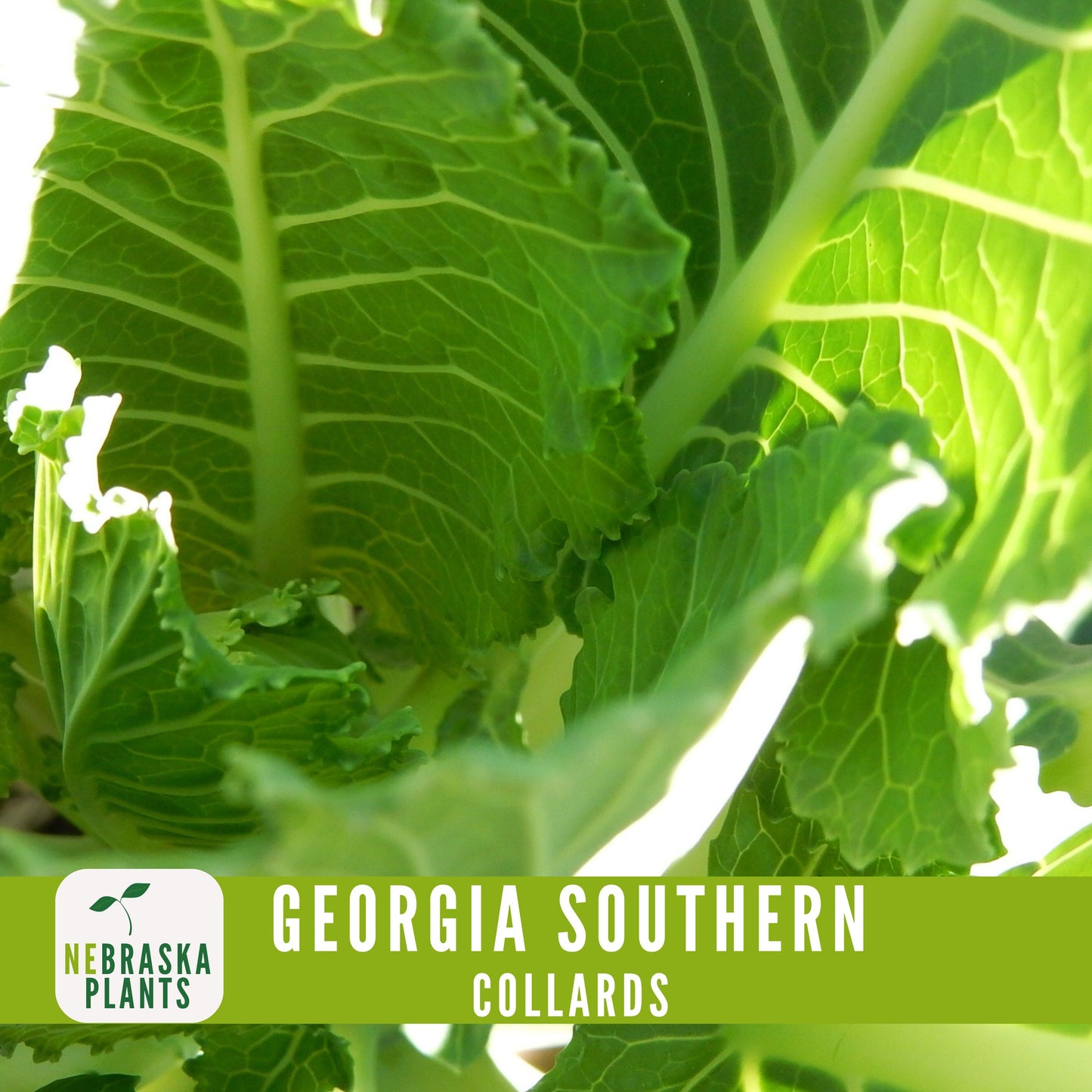 Georgia Southern Collard Seeds - Nebraska Seeds