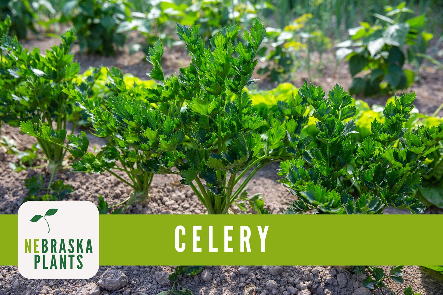 Utah 52-70 Celery Seeds - Nebraska Seeds