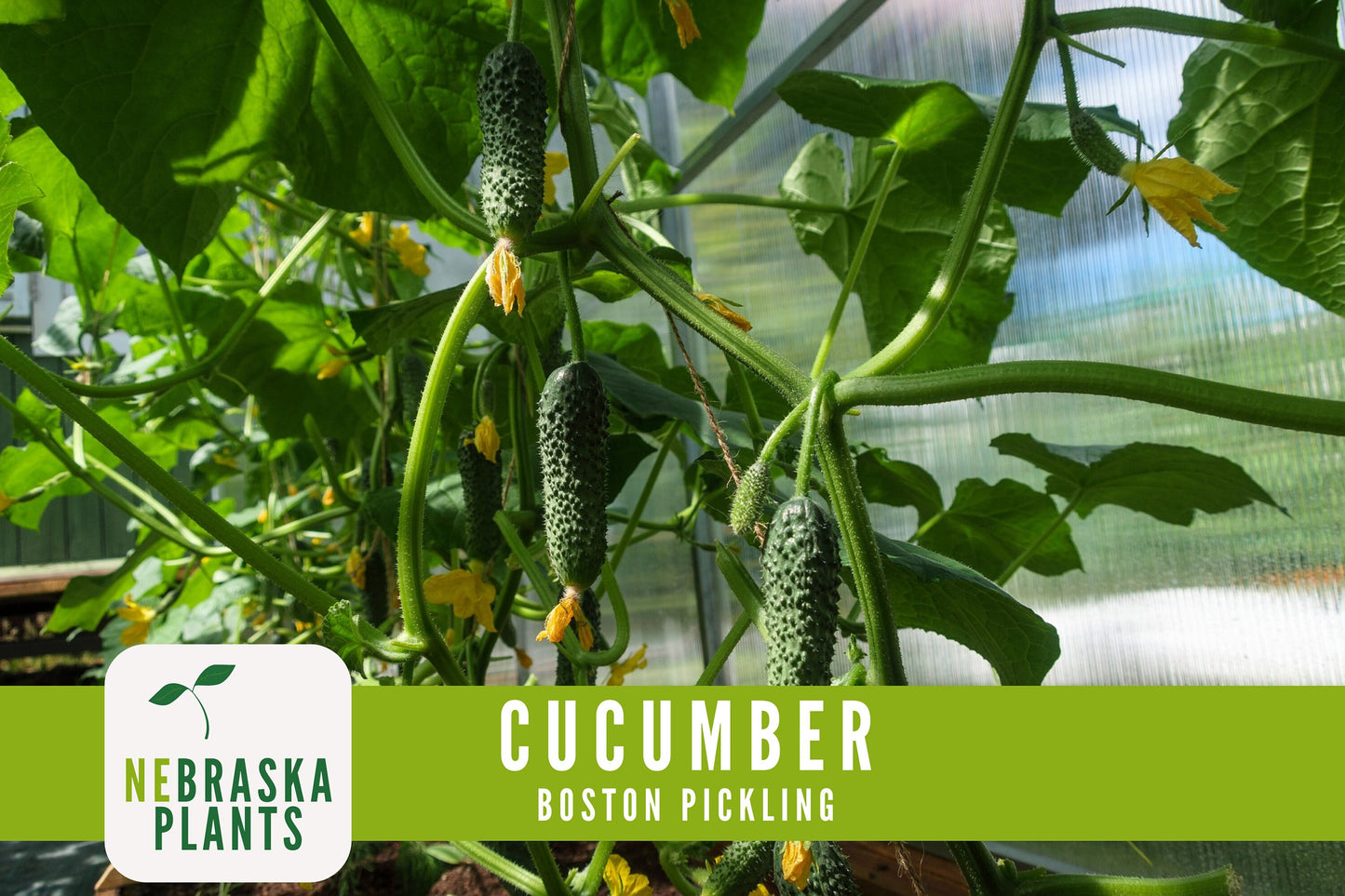 Boston Pickling Cucumber Seeds - Nebraska Seeds