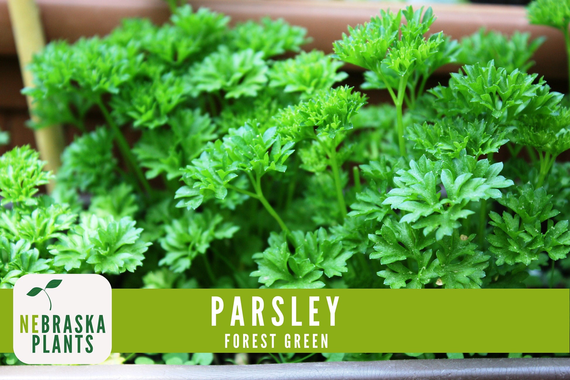 Forest Green Heirloom Parsley Seeds - Nebraska Seeds