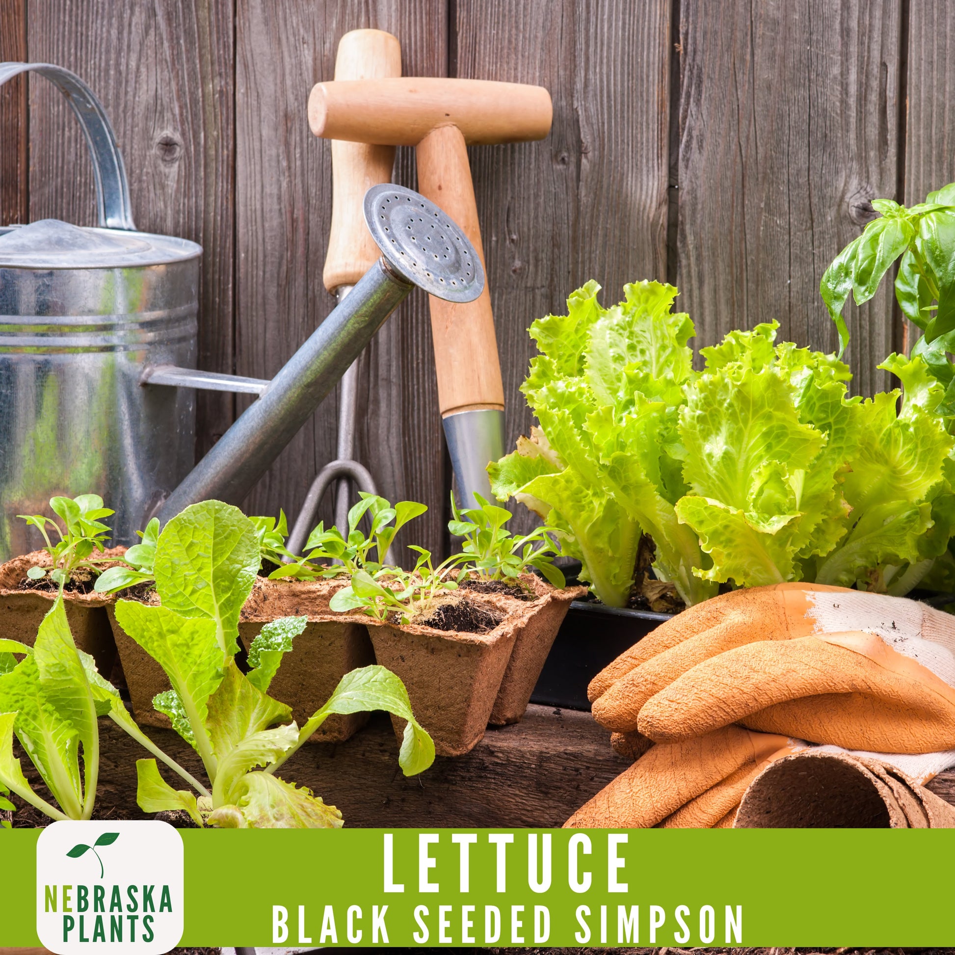 Black Seeded Simpson Lettuce Seeds - Nebraska Seeds