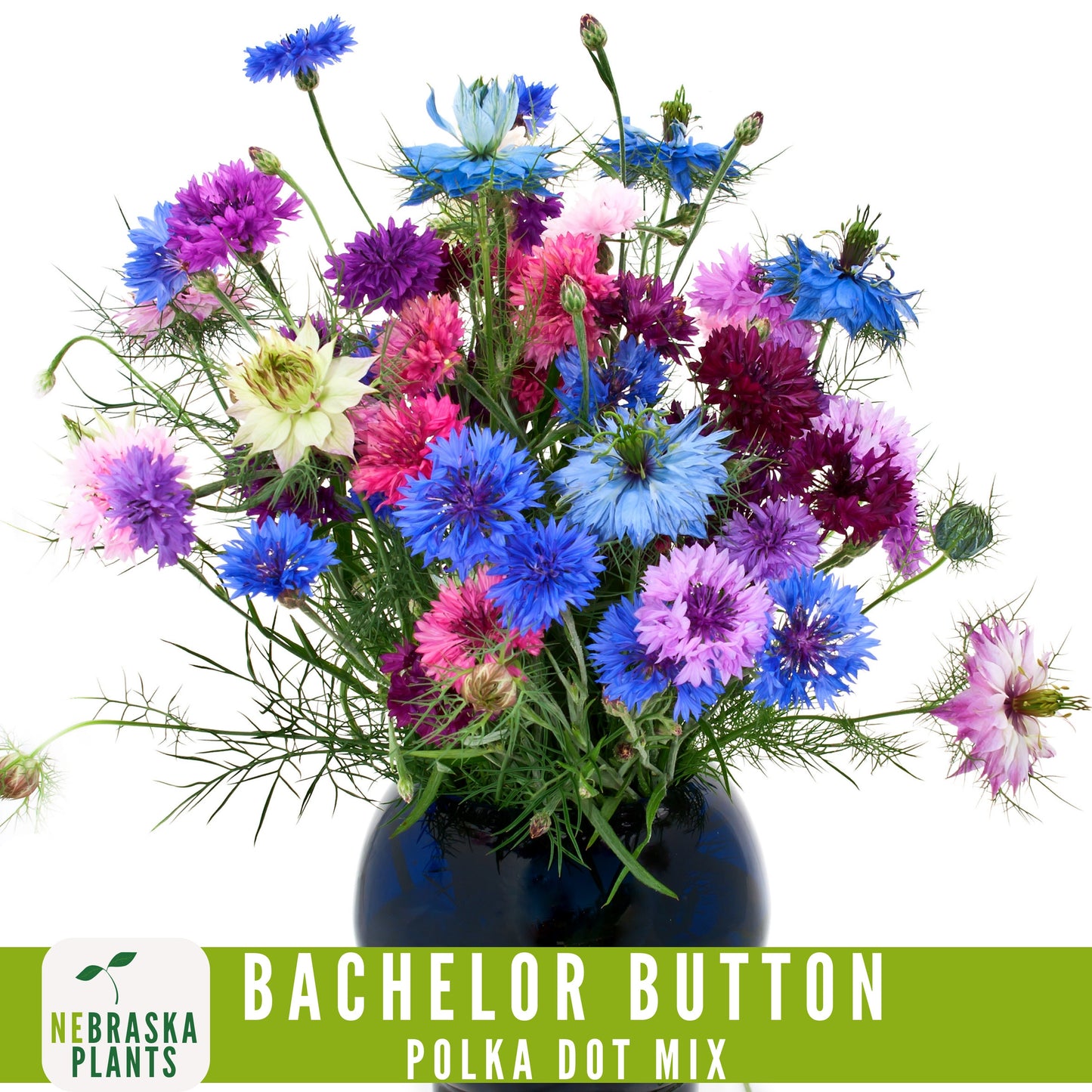 Polka Dot Bachelor Button Heirloom Seeds - Add a Burst of Color to Your Garden! - Nebraska Seeds