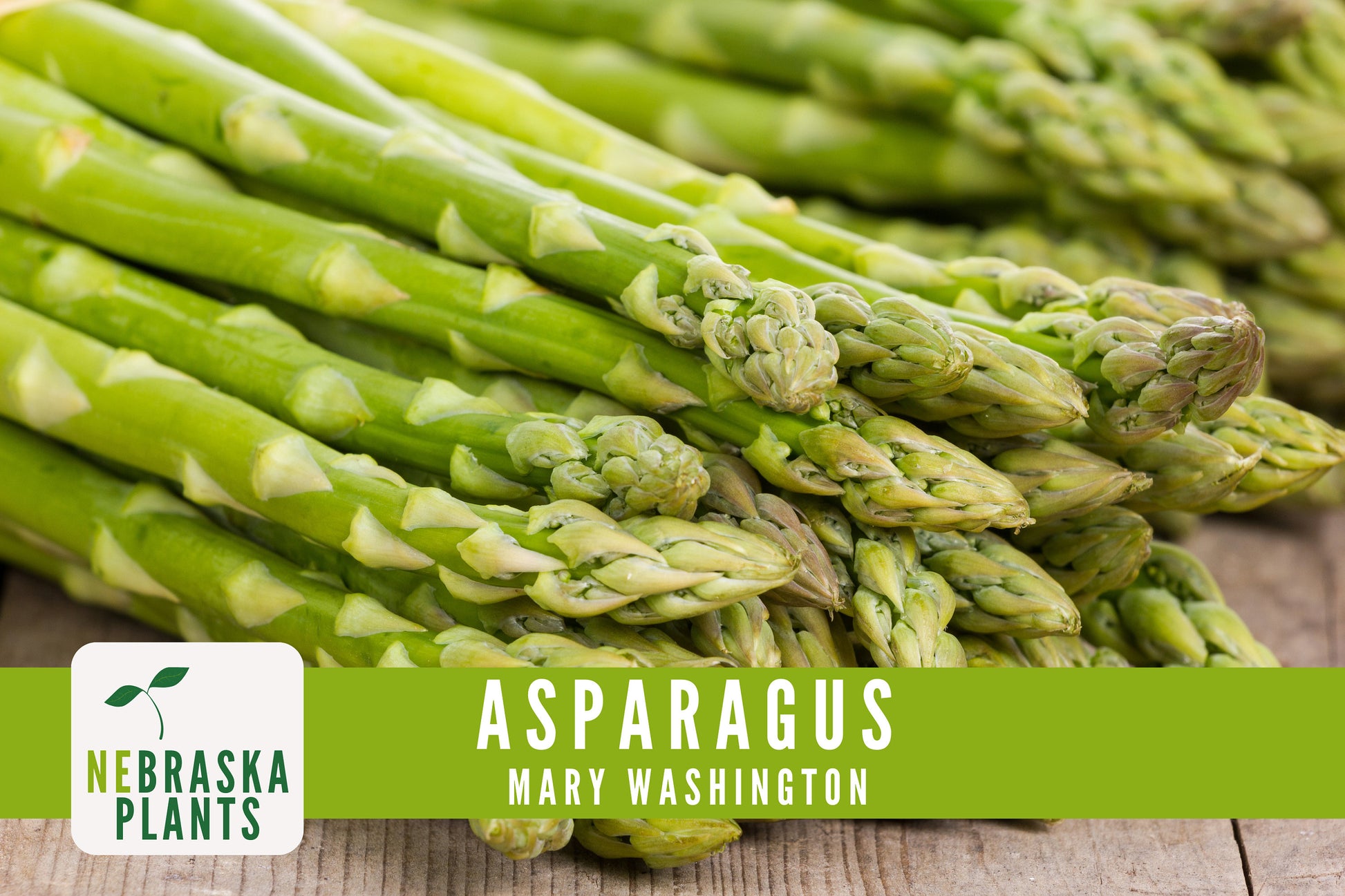 Mary Washington Asparagus Seeds - Nebraska Seeds