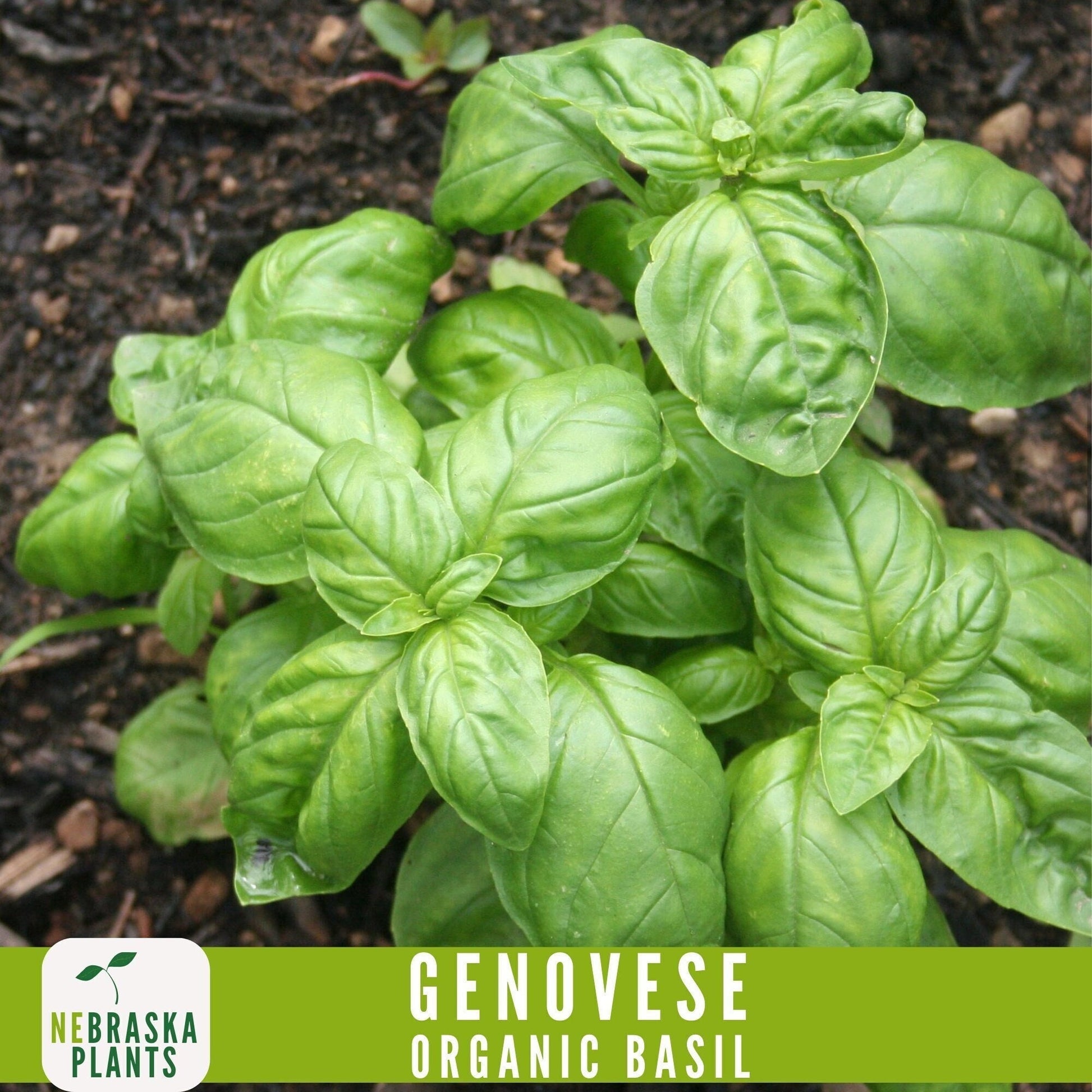 Organic Genovese Heirloom Basil Seeds - Nebraska Seeds