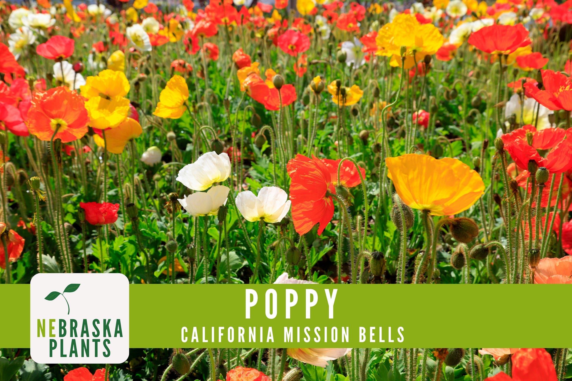 Mission Bells California Poppy Seeds - Nebraska Seeds