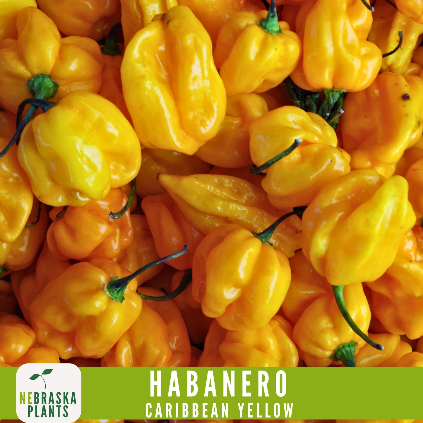 Caribbean Yellow Habanero Seeds - Nebraska Seeds