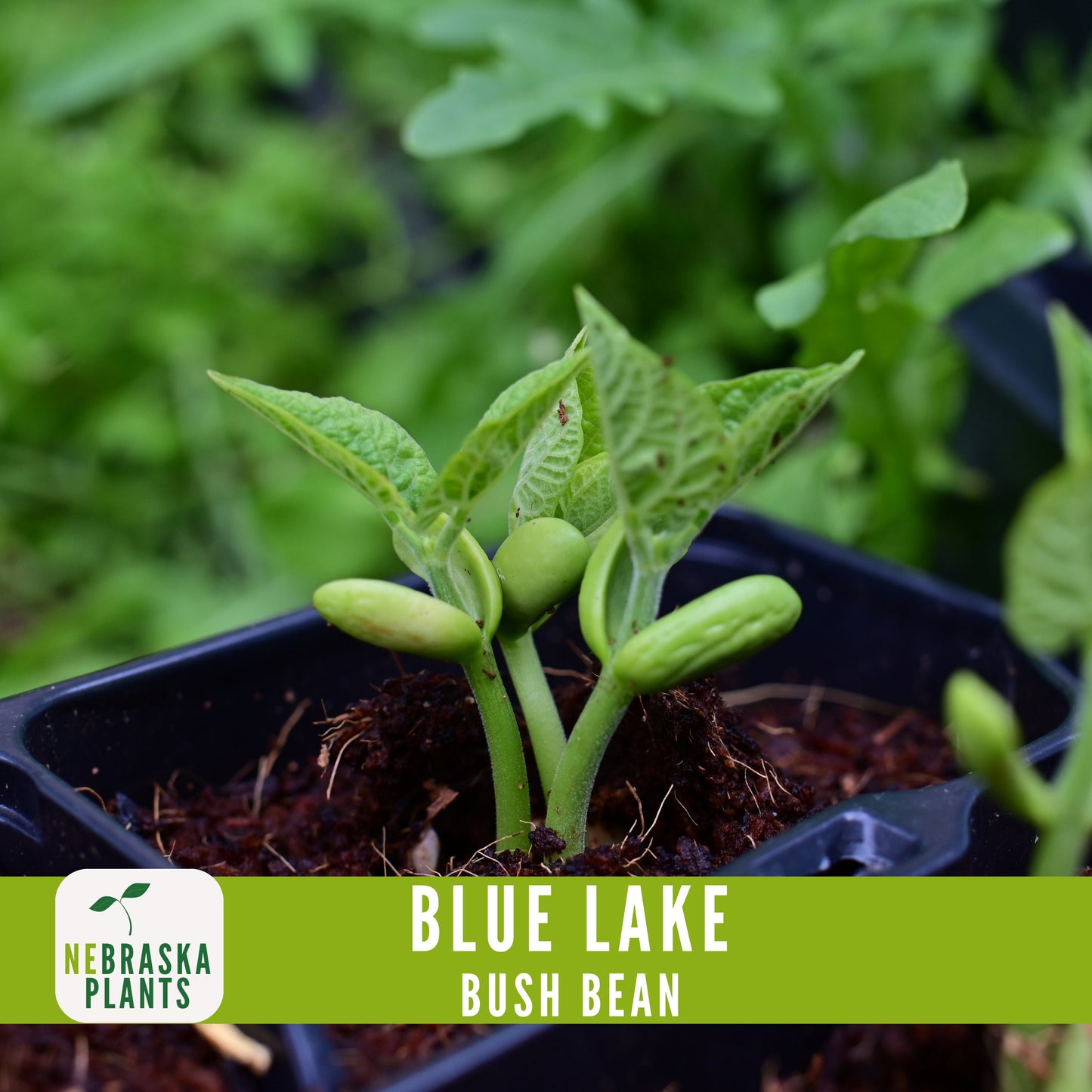 Blue Lake Bush Bean Seeds - Nebraska Seeds