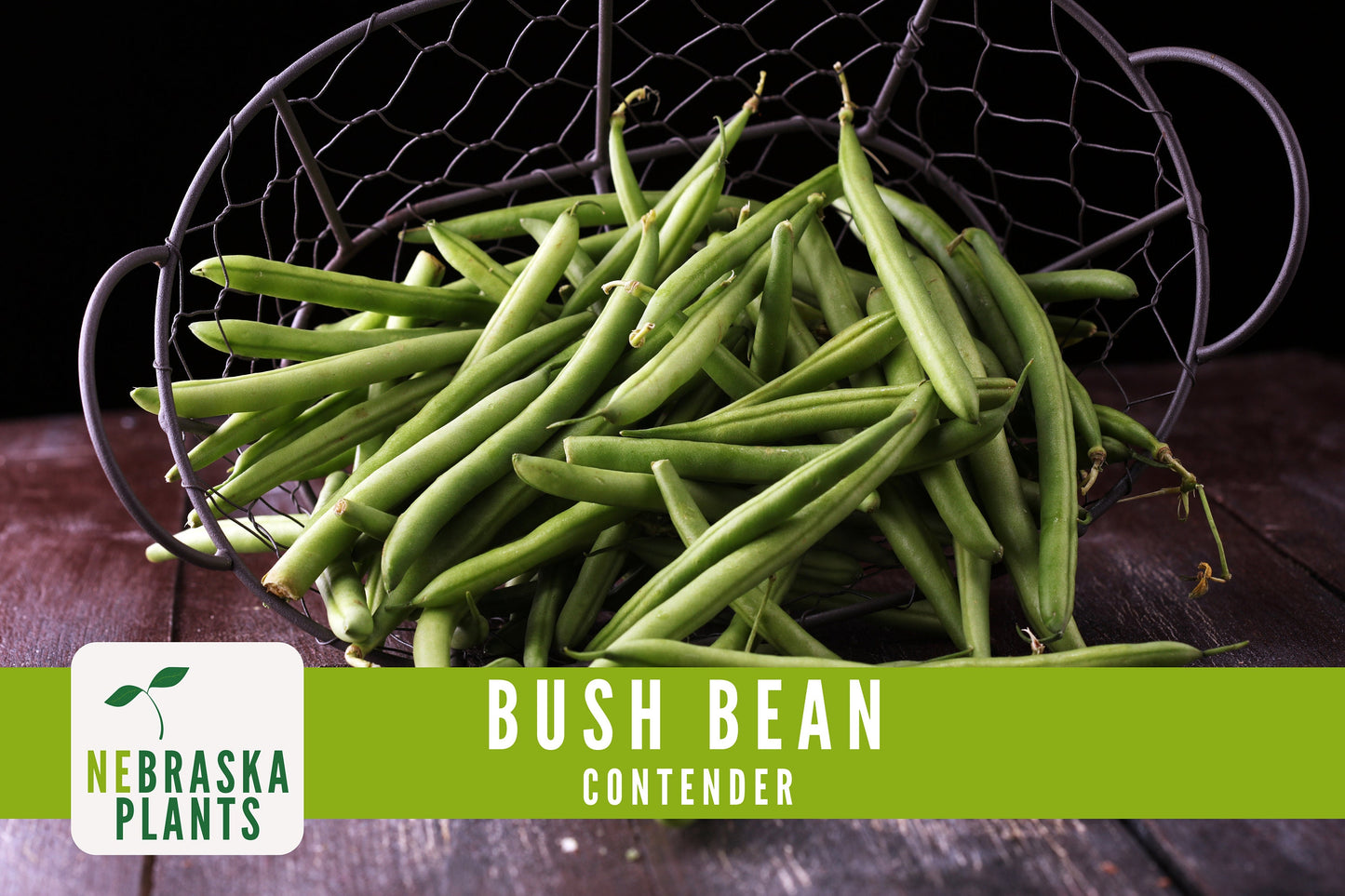 Contender Bush Bean Seeds - Nebraska Seeds