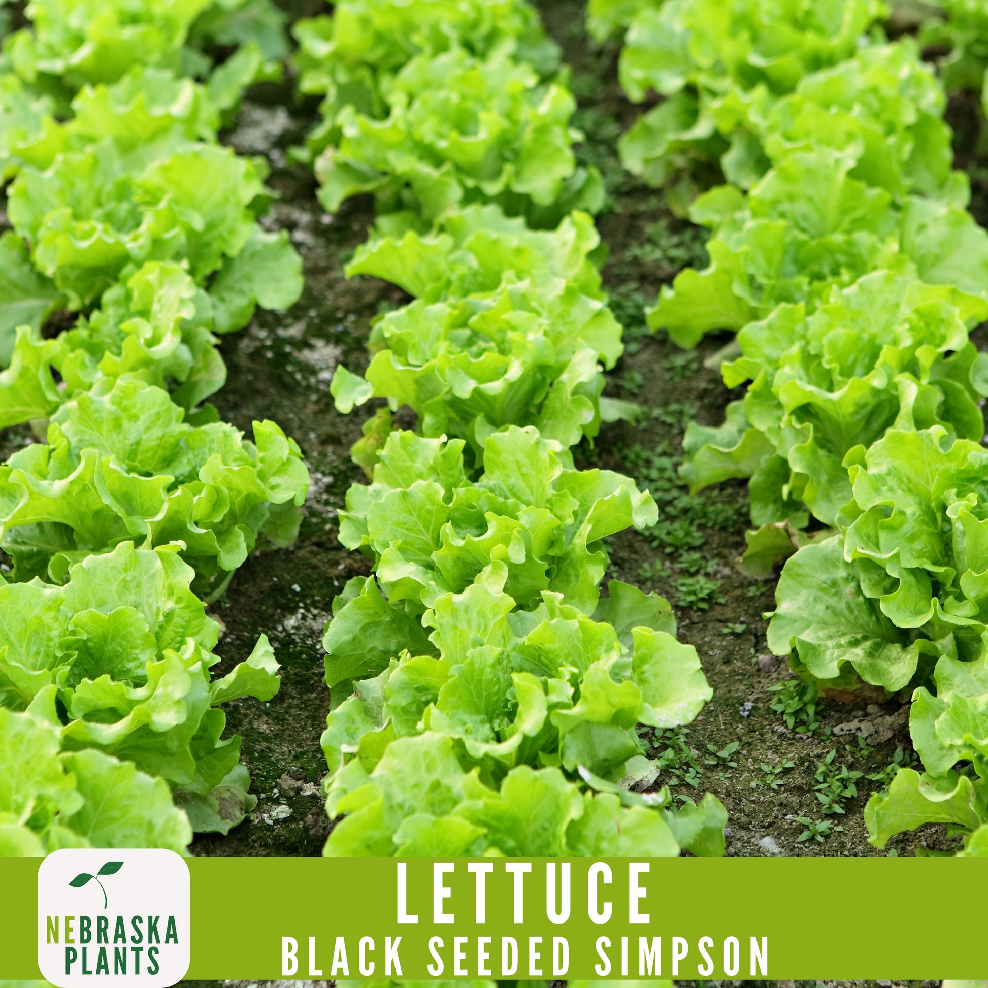 Black Seeded Simpson Lettuce Seeds - Nebraska Seeds