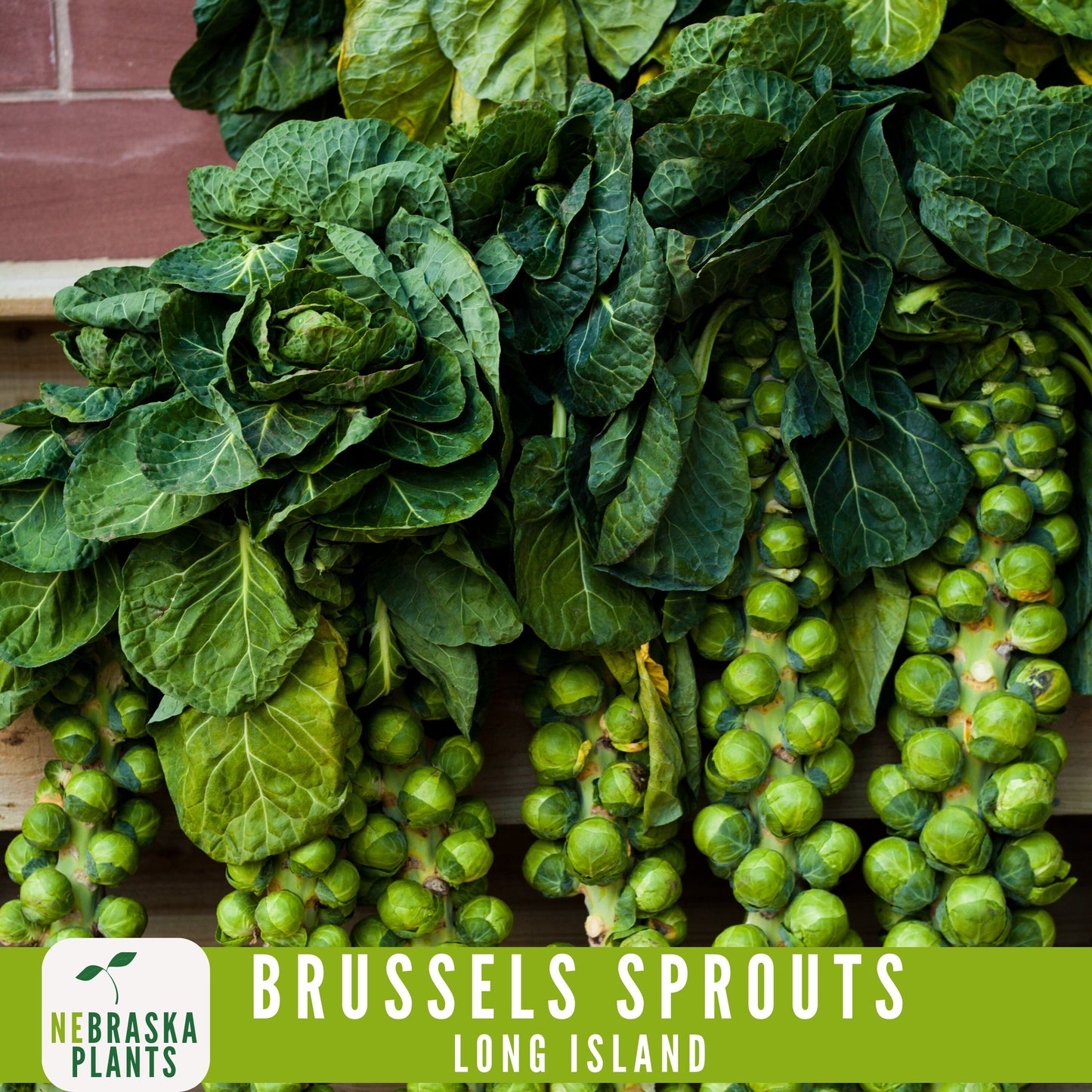 Long Island Brussels Sprouts Seeds - Nebraska Seeds