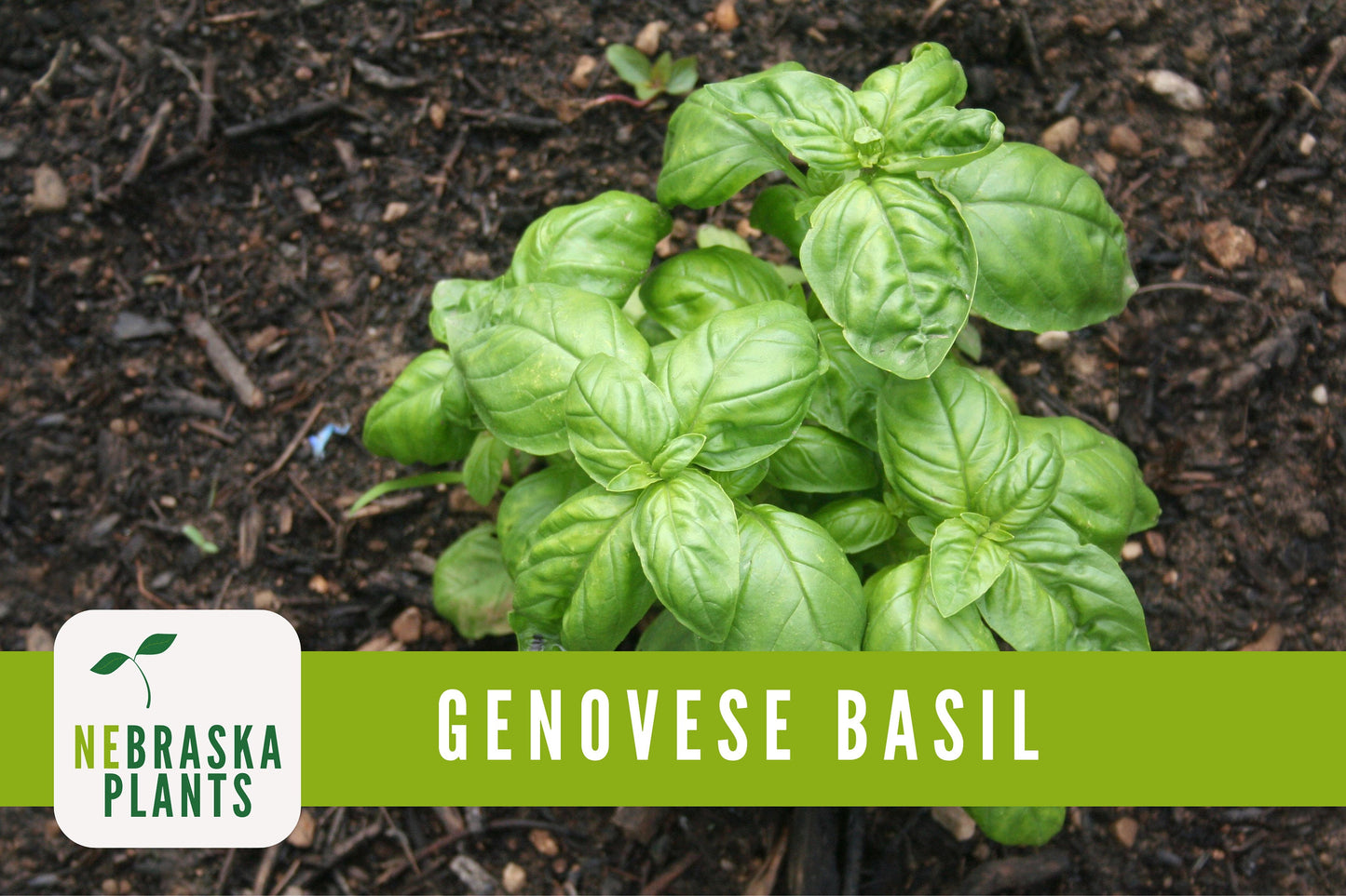 Genovese Basil Heirloom Seeds - Nebraska Seeds