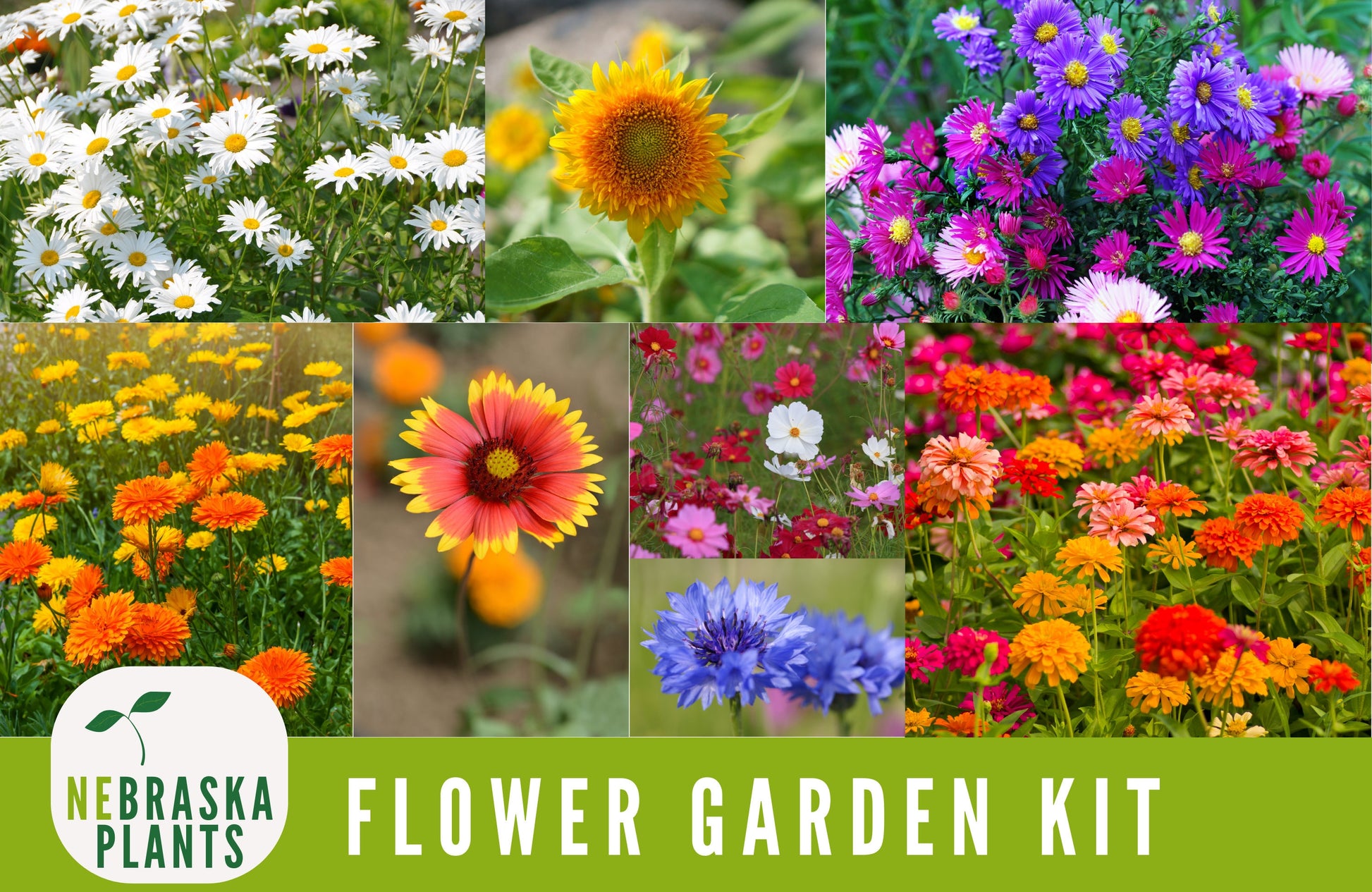 Flower Seed Garden Gift - Flower Seed Gift Collection of 8 Flower Varieties - Nebraska Seeds