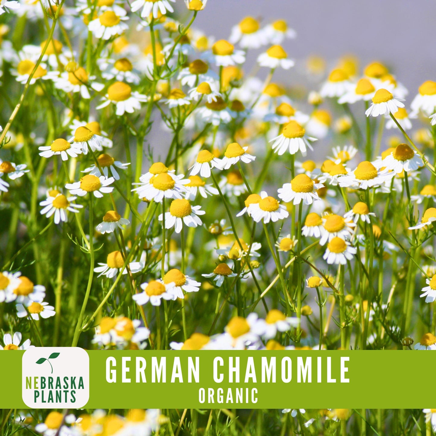 Organic German Chamomile Seeds - Nebraska Seeds