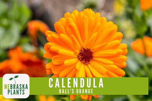 Ball's Orange Calendula Seeds - Nebraska Seeds