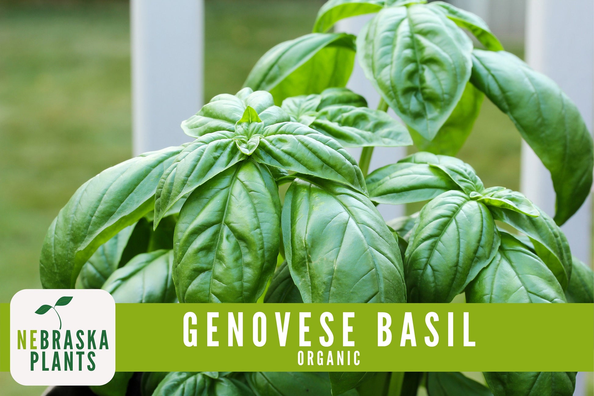 Organic Genovese Heirloom Basil Seeds - Nebraska Seeds