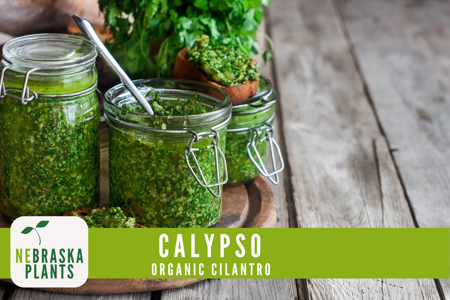 Organic Calypso Slow Bold Cilantro Seeds - Nebraska Seeds