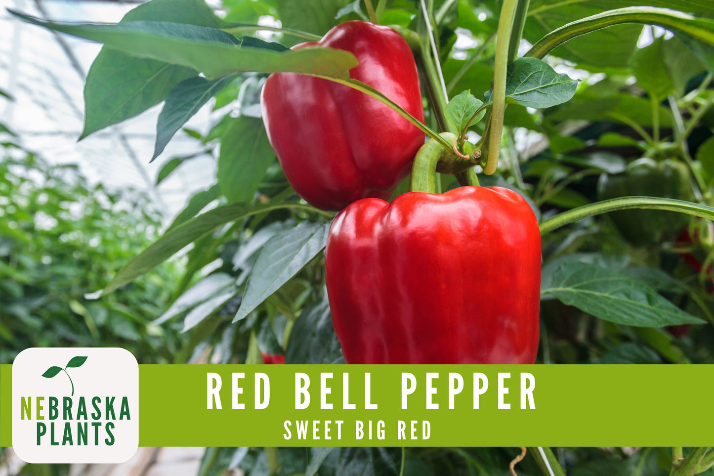 Red Bell Pepper Seeds - Sweet Big Red Bell Pepper Heirloom Seeds - Nebraska Seeds