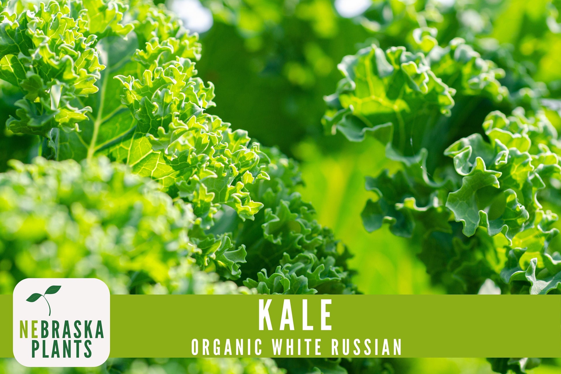 Organic White Russian Kale Seeds - Nebraska Seeds