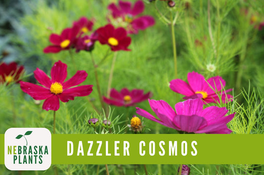 Dazzler Cosmos Flower Seeds - Nebraska Seeds