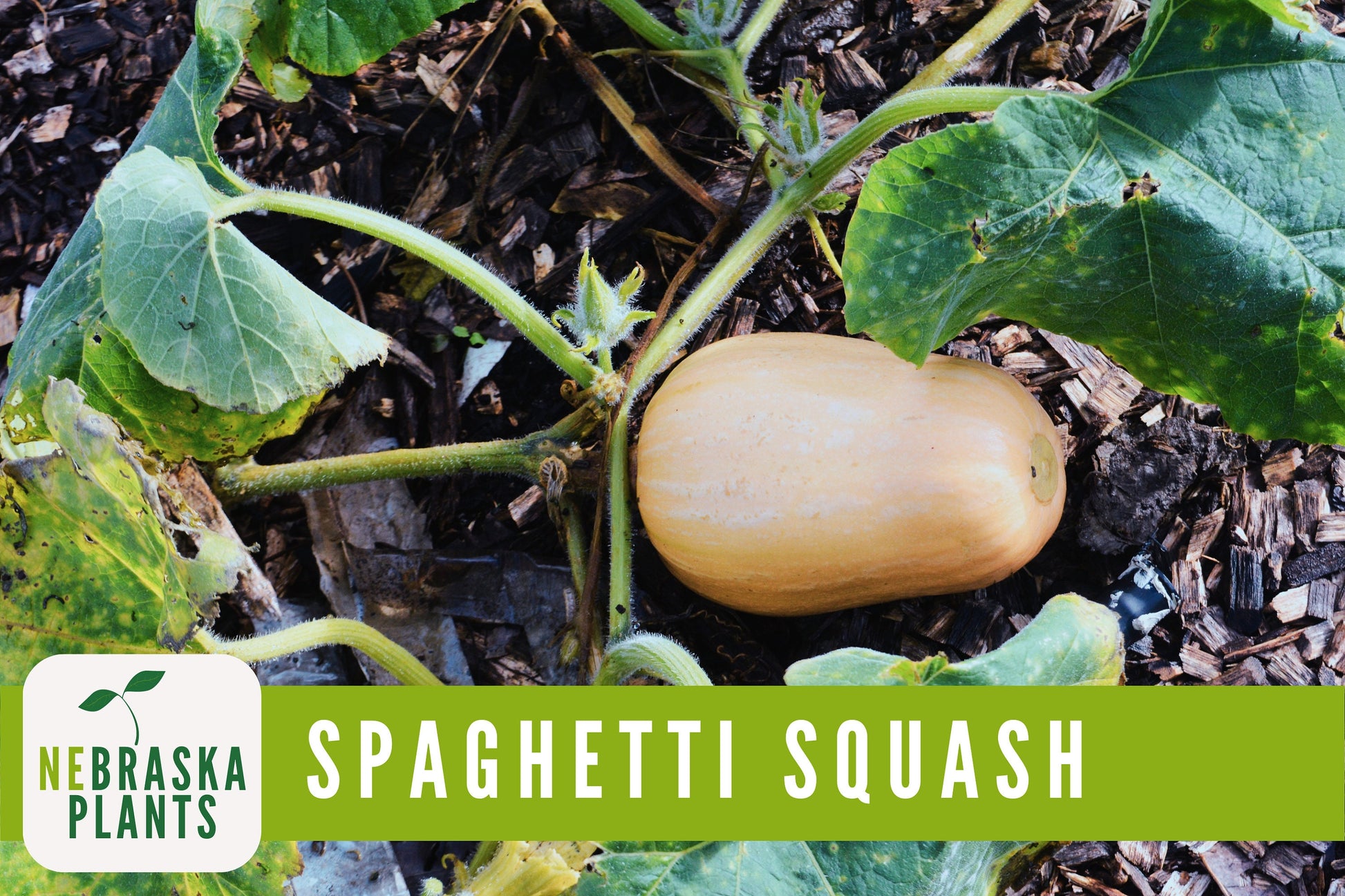 Spaghetti Squash Seeds - Winter Spaghetti Squash Heirloom Seeds - Nebraska Seeds