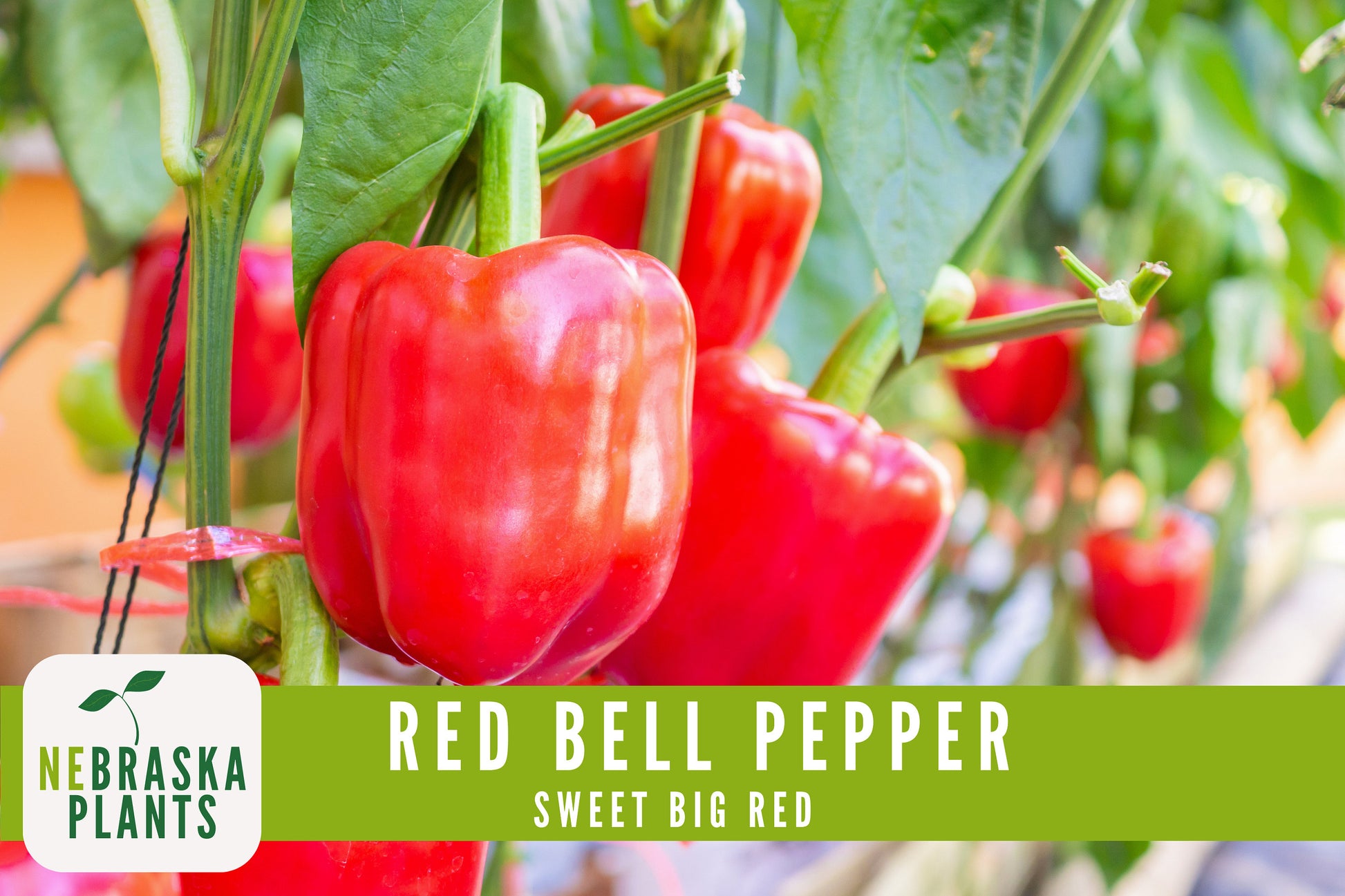 Red Bell Pepper Seeds - Sweet Big Red Bell Pepper Heirloom Seeds - Nebraska Seeds