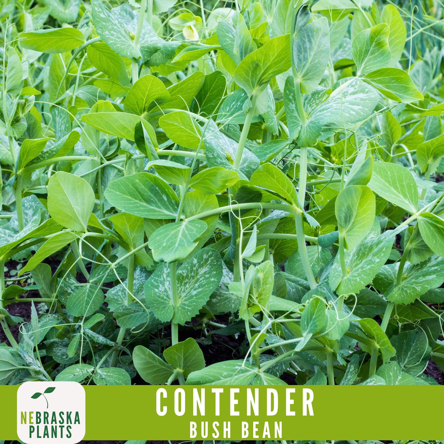 Contender Bush Bean Seeds - Nebraska Seeds