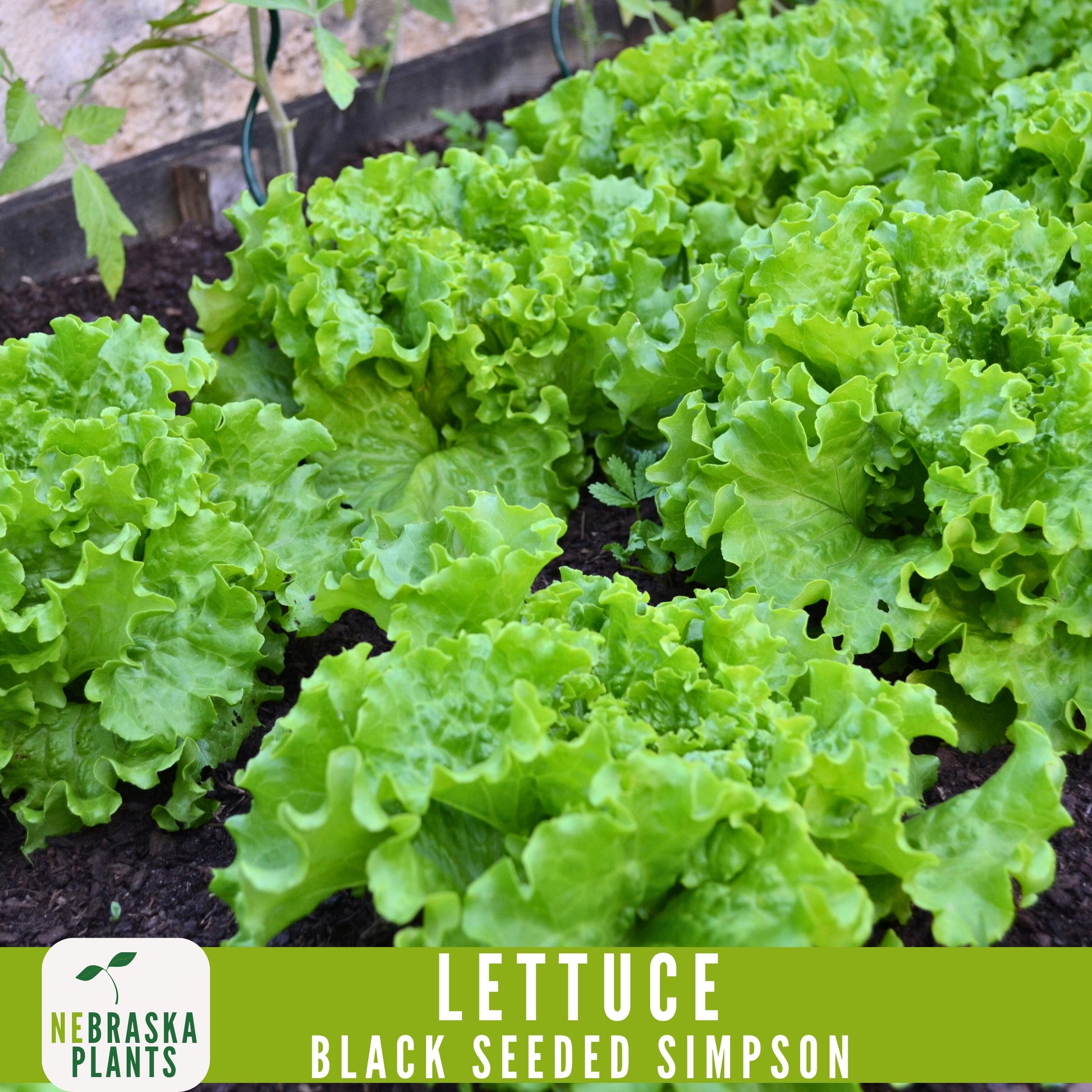 Black Seeded Simpson Lettuce Seeds - Nebraska Seeds