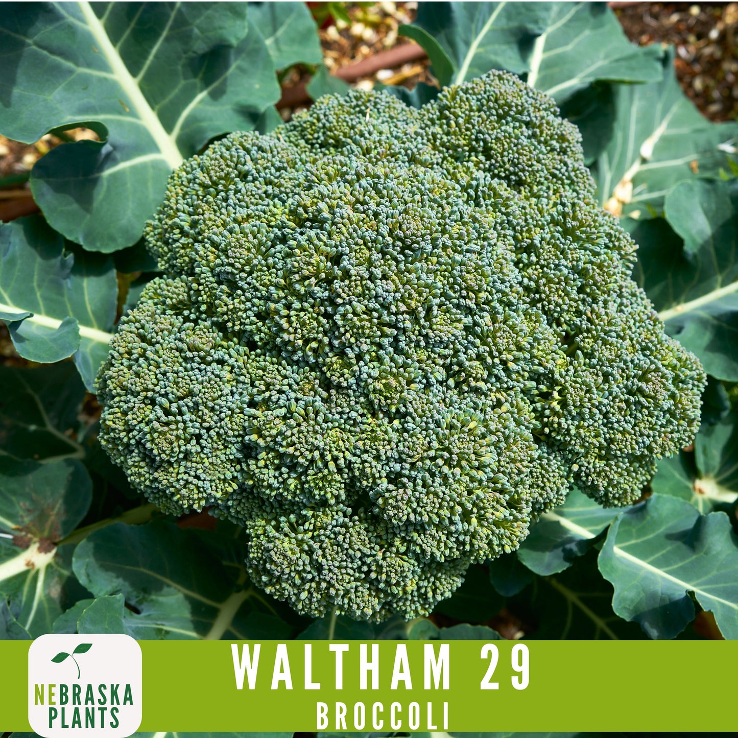 Waltham 29 Broccoli Seeds - Heirloom and Nutrient-Packed Garden Delight! - Nebraska Seeds