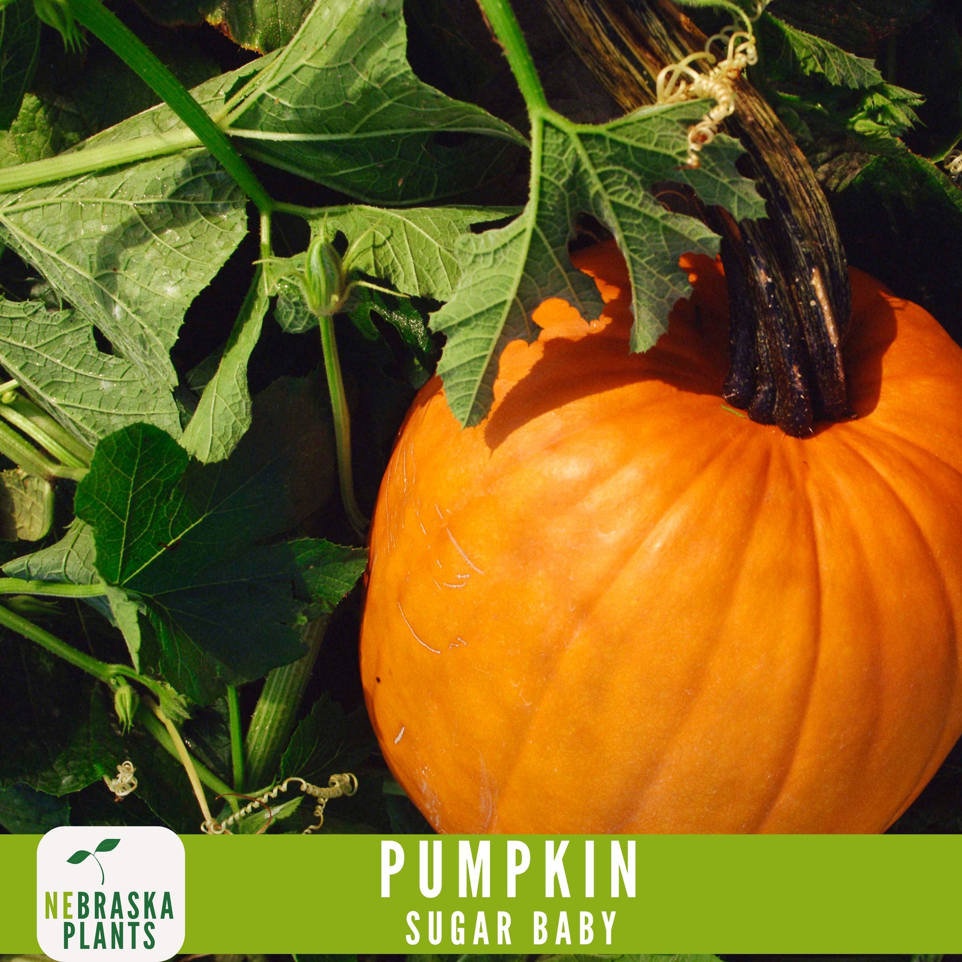 Sugar Pie Pumpkin Seeds - Celebrate the Spirit of Autumn with Heirloom, Non-GMO Pumpkin Seeds - Nebraska Seeds