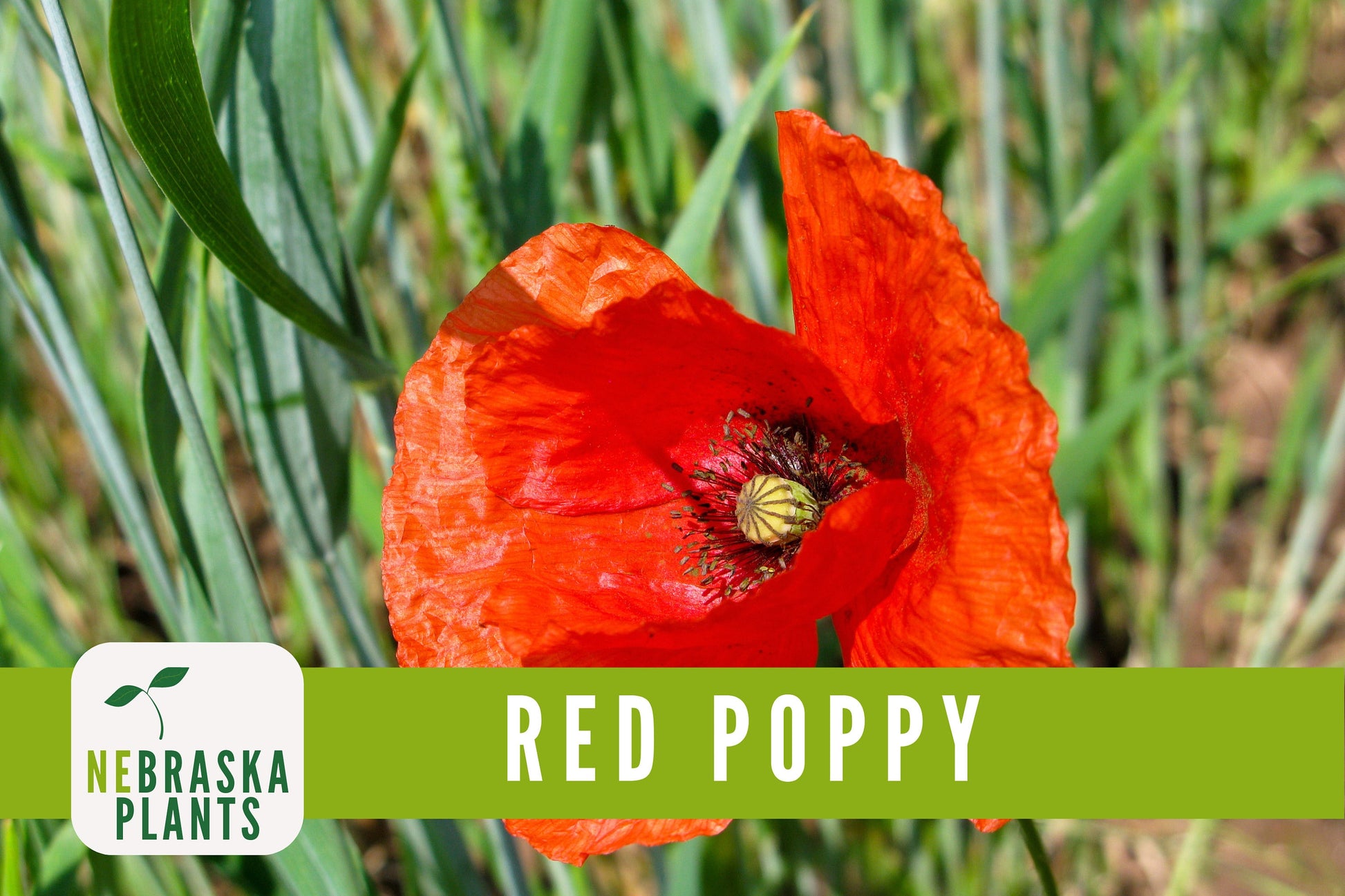 Red Poppy Flower Seeds - Heirloom Red Poppy Flower Seeds - Nebraska Seeds