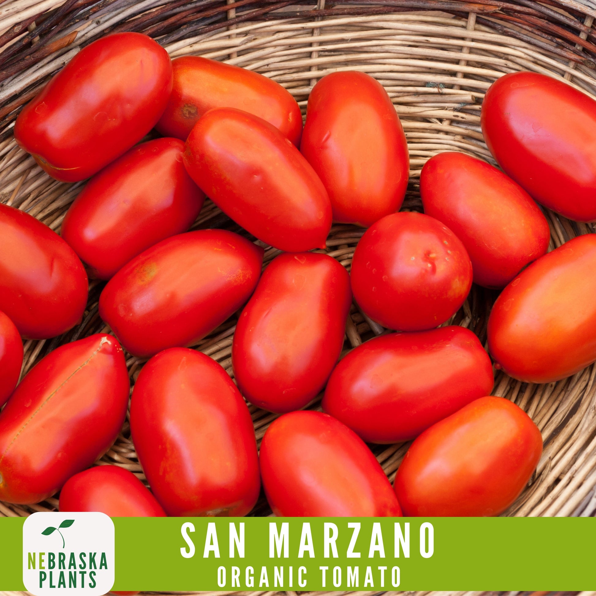 San Marzano Organic Tomato Seeds - Heirloom, Non-GMO - Grow the Authentic Italian Flavor! - Nebraska Seeds