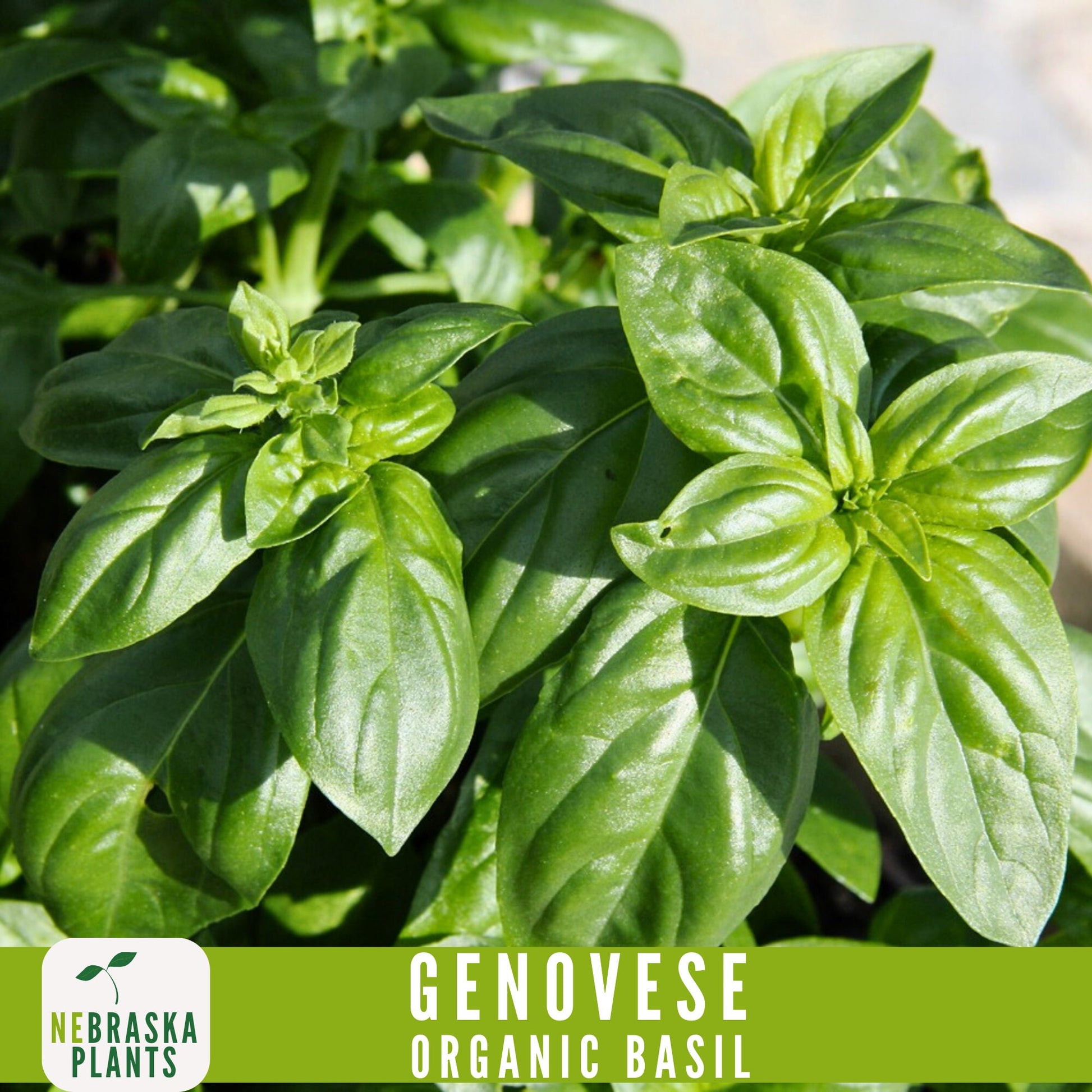 Organic Genovese Heirloom Basil Seeds - Nebraska Seeds