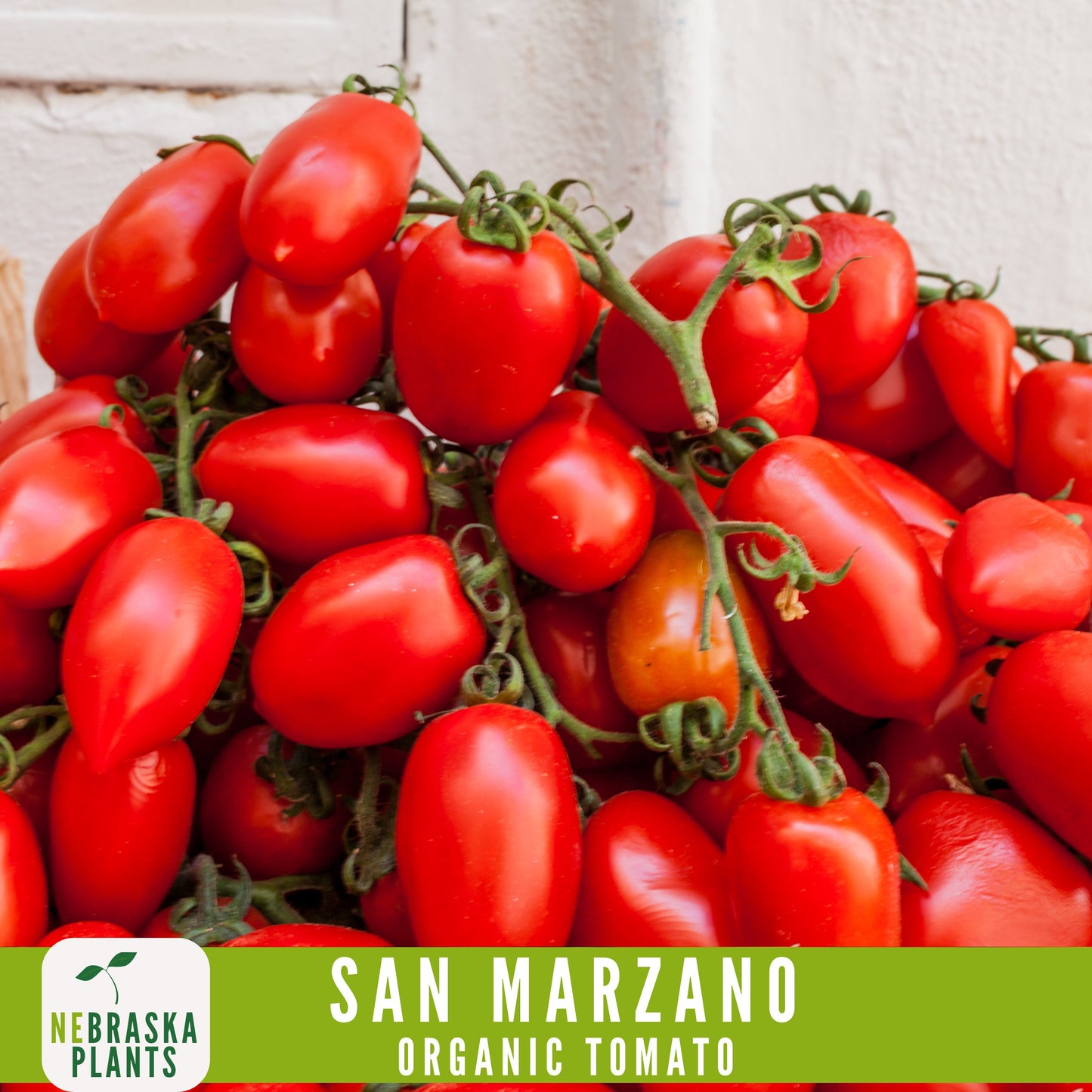 San Marzano Organic Tomato Seeds - Heirloom, Non-GMO - Grow the Authentic Italian Flavor! - Nebraska Seeds