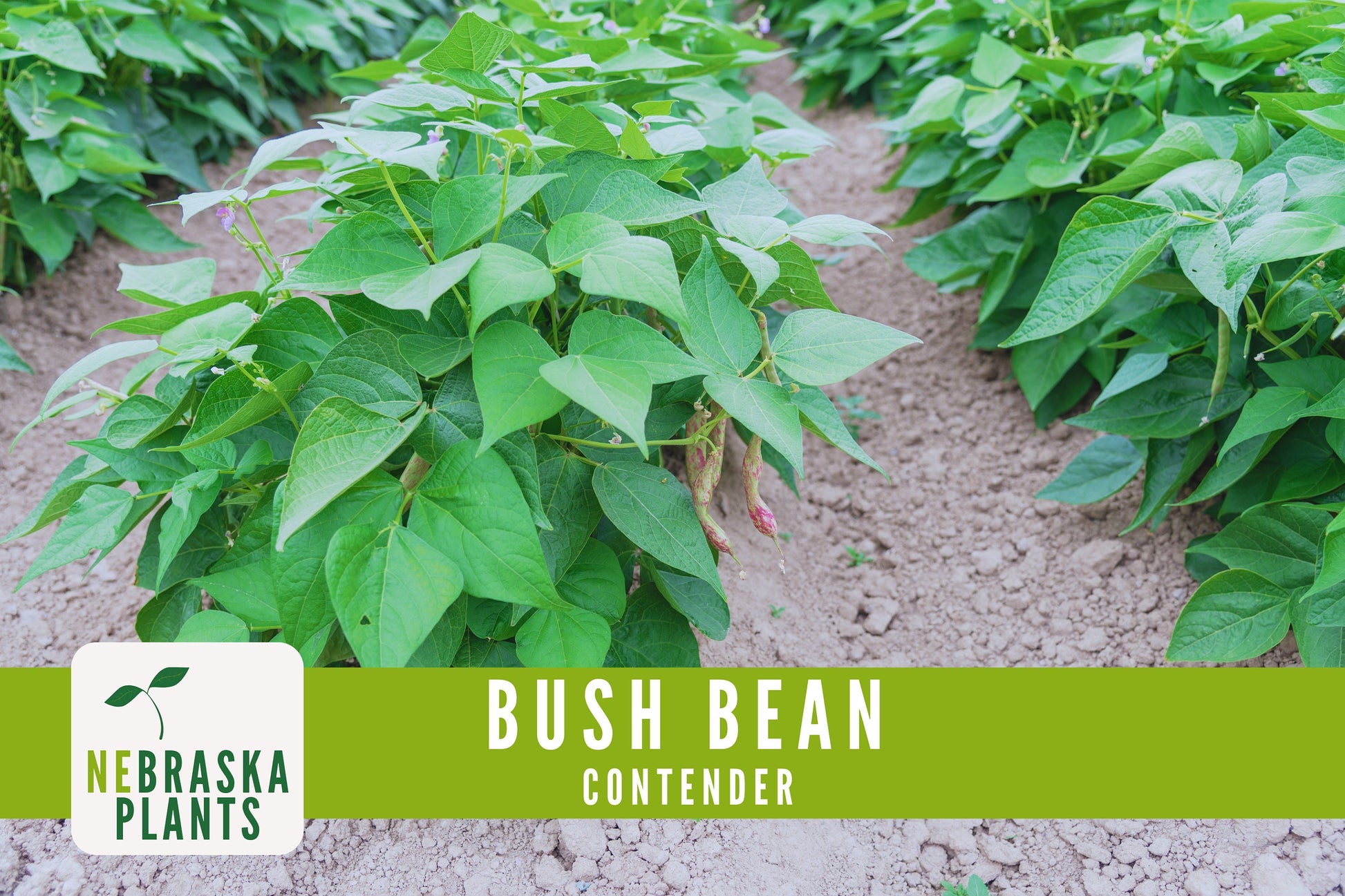 Contender Bush Bean Seeds - Nebraska Seeds