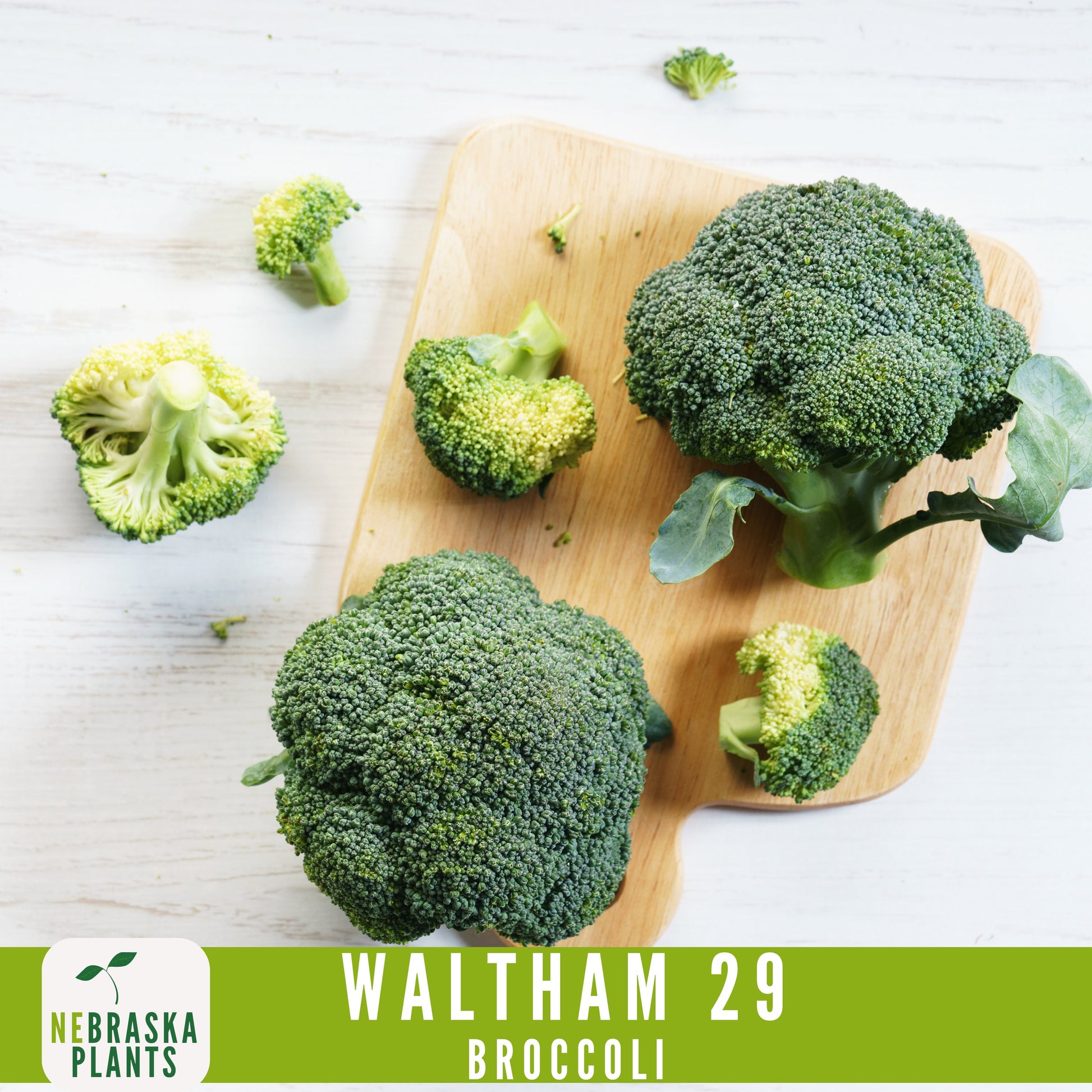 Waltham 29 Broccoli Seeds - Heirloom and Nutrient-Packed Garden Delight! - Nebraska Seeds