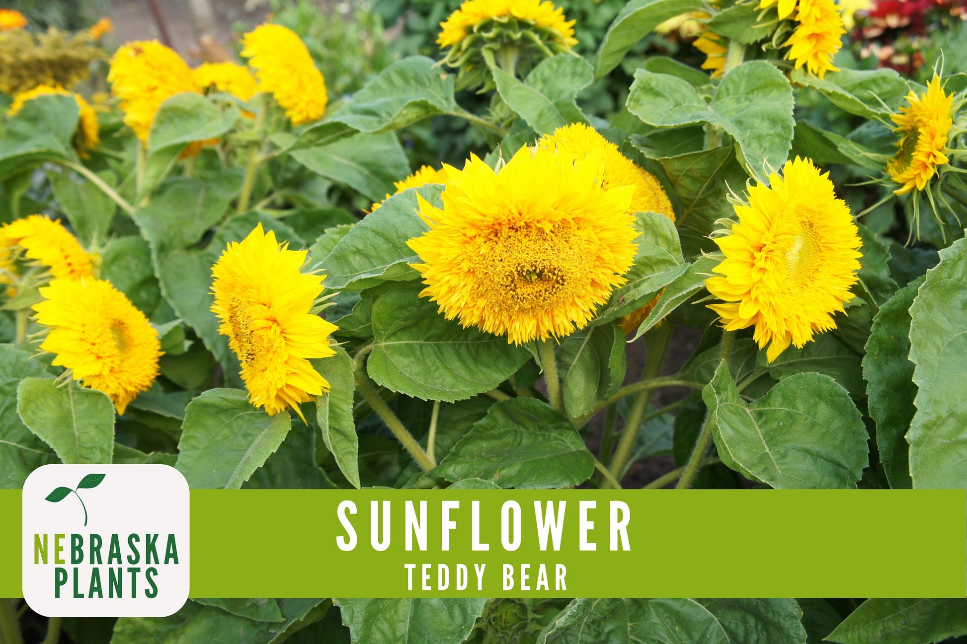 Sunflower Seeds - Teddy Bear Heirloom Sunflower Seeds - Nebraska Seeds